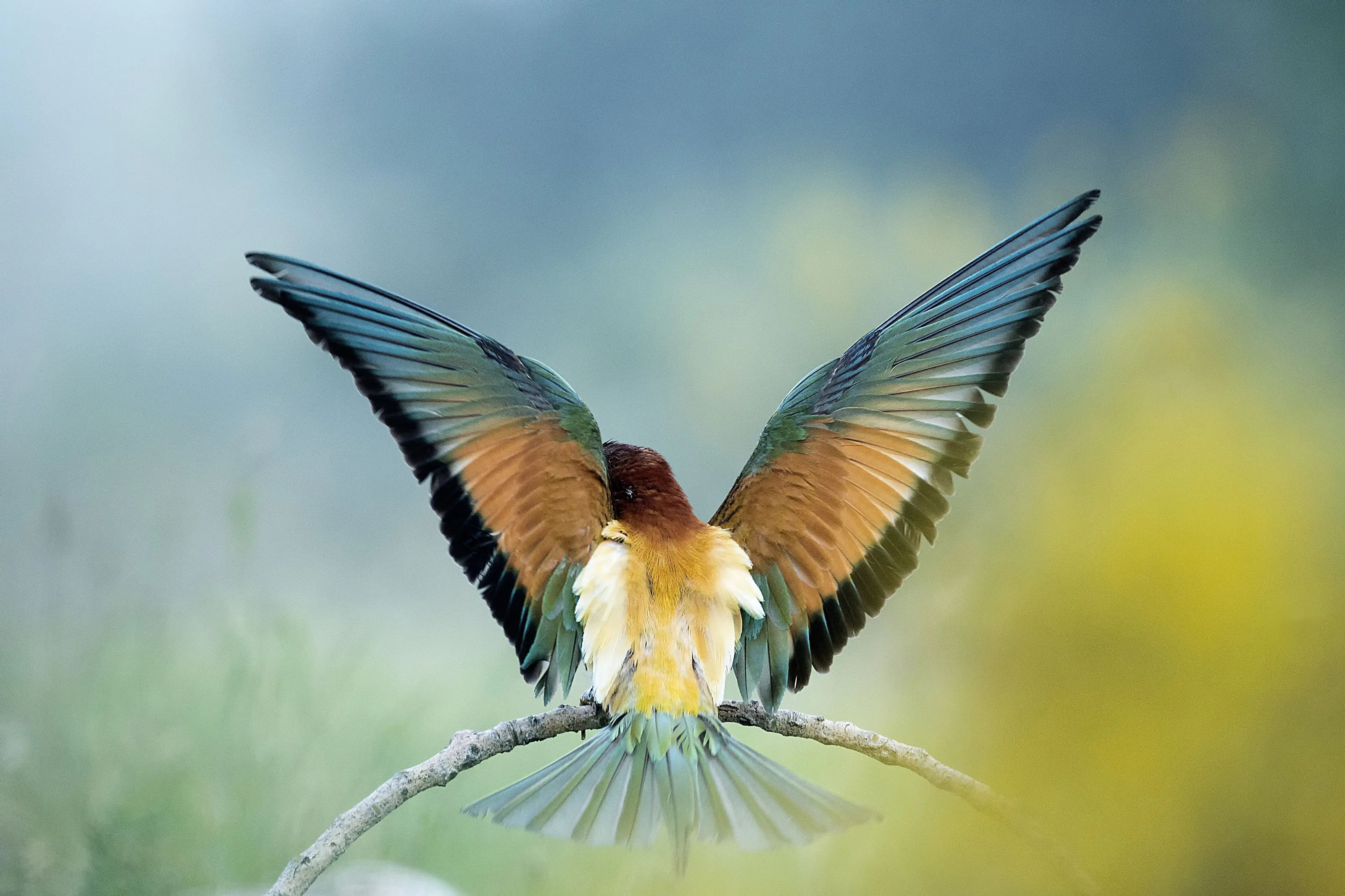 Bee eater