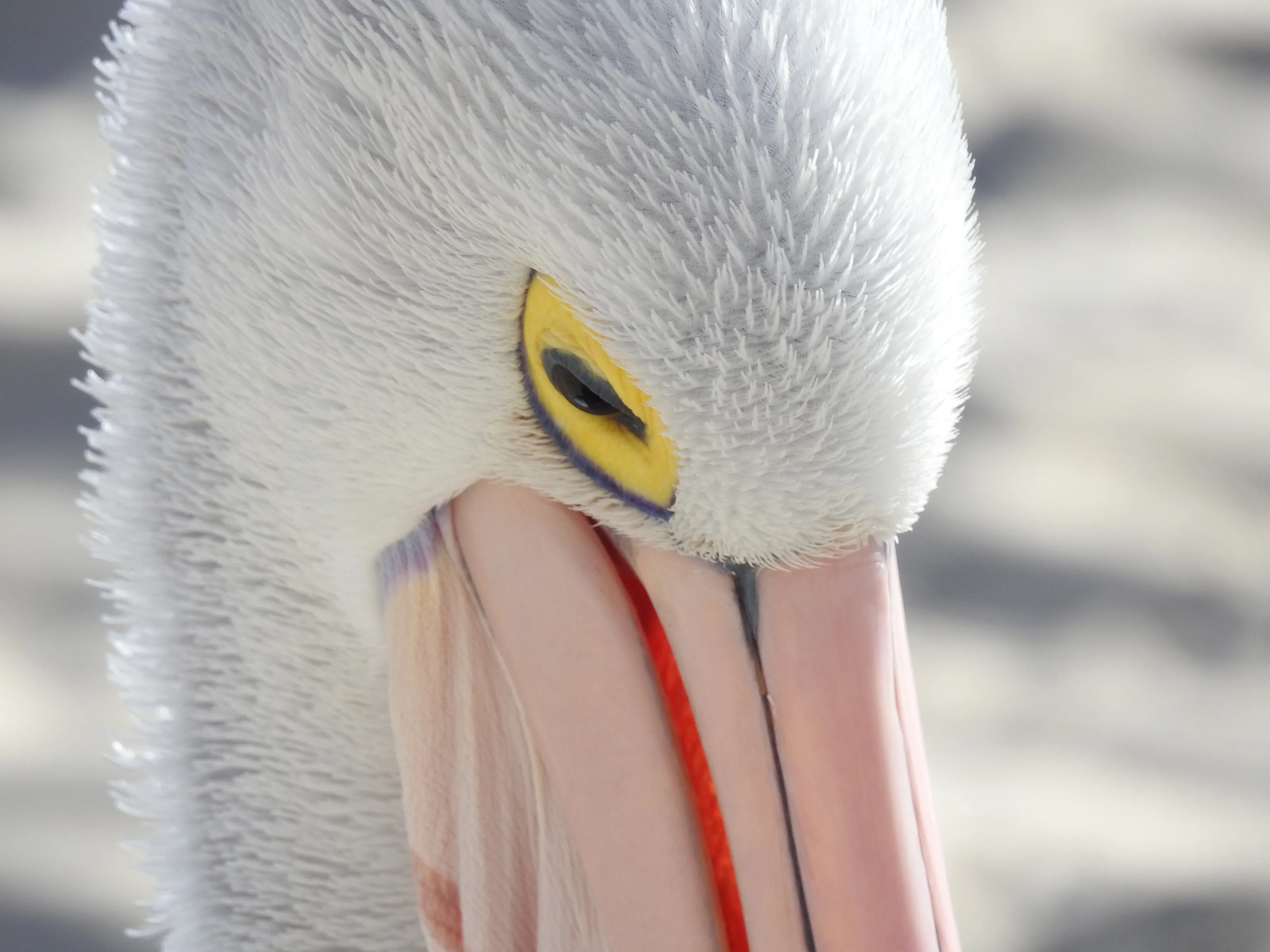 Australian Pelican