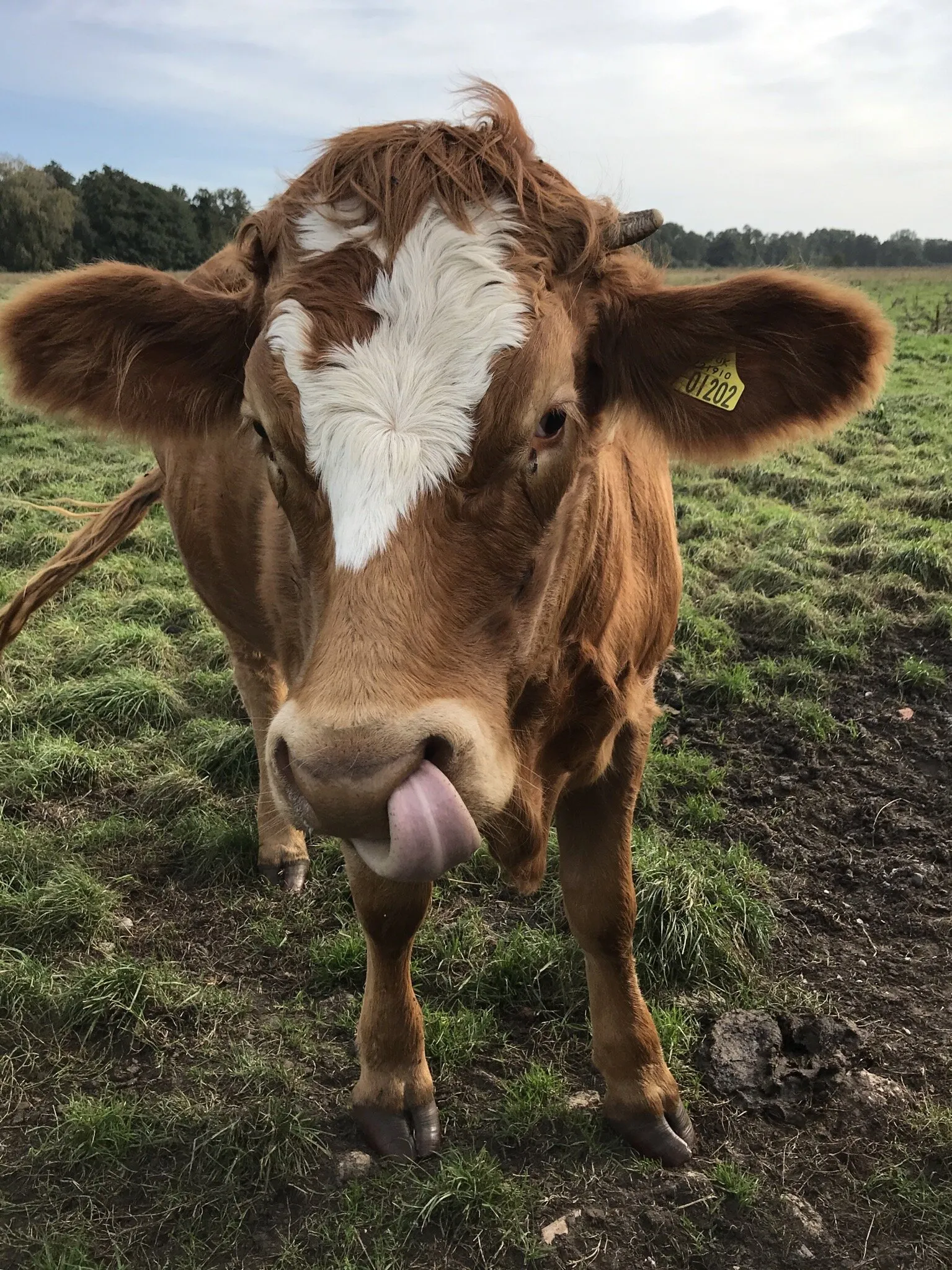 Tongue Tied