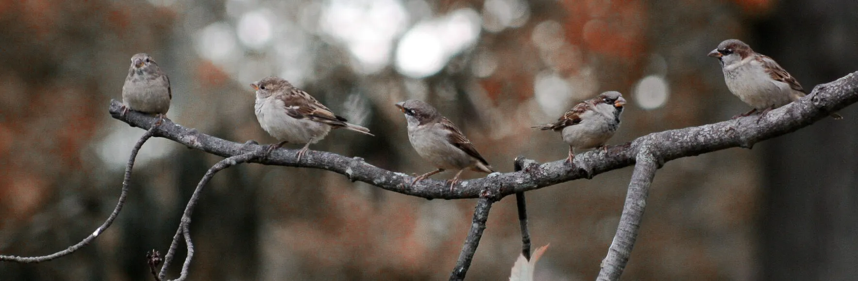 Birds on a branch