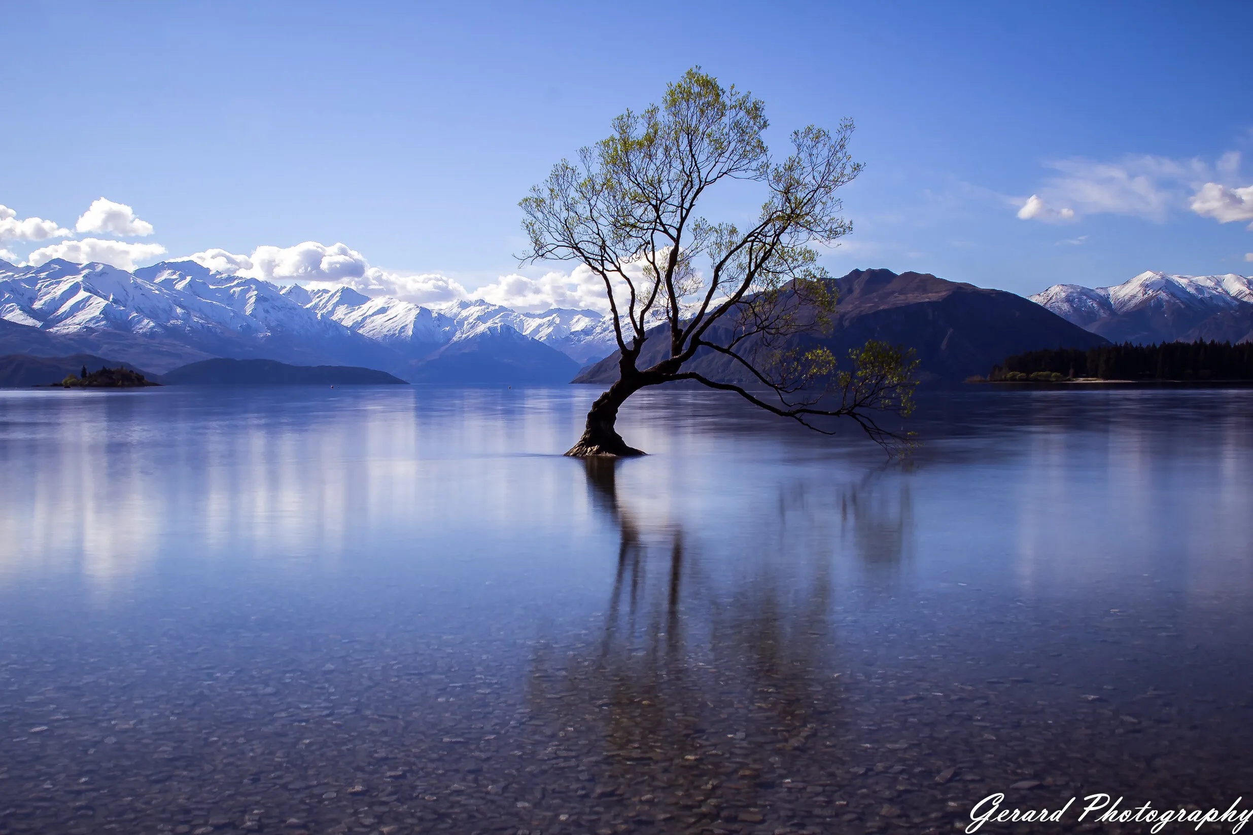 That Wanaka Tree