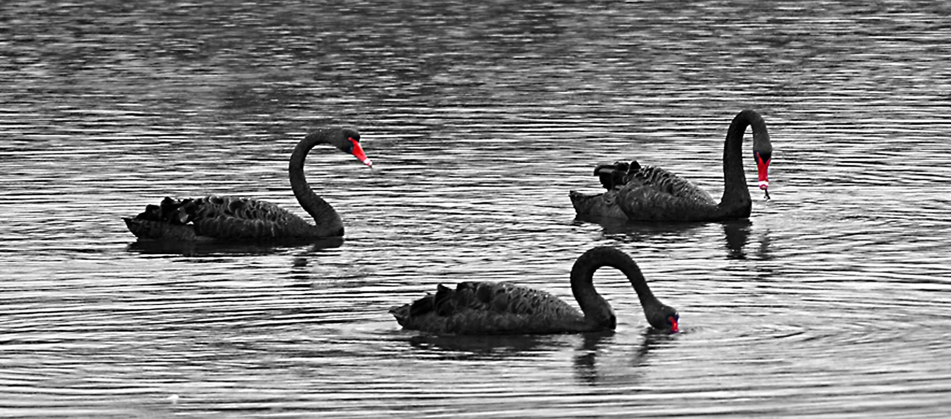 Black Swans