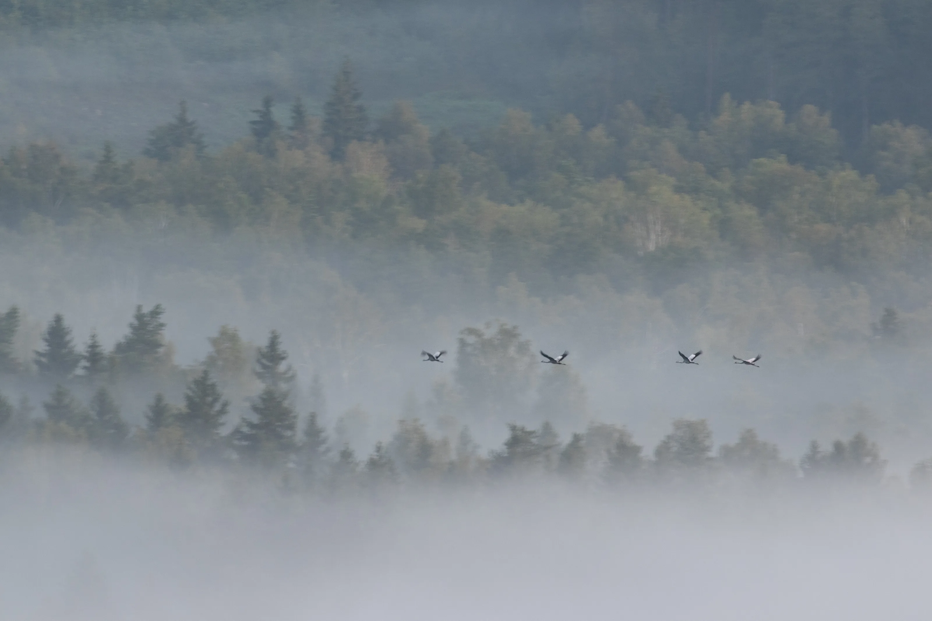Migration
