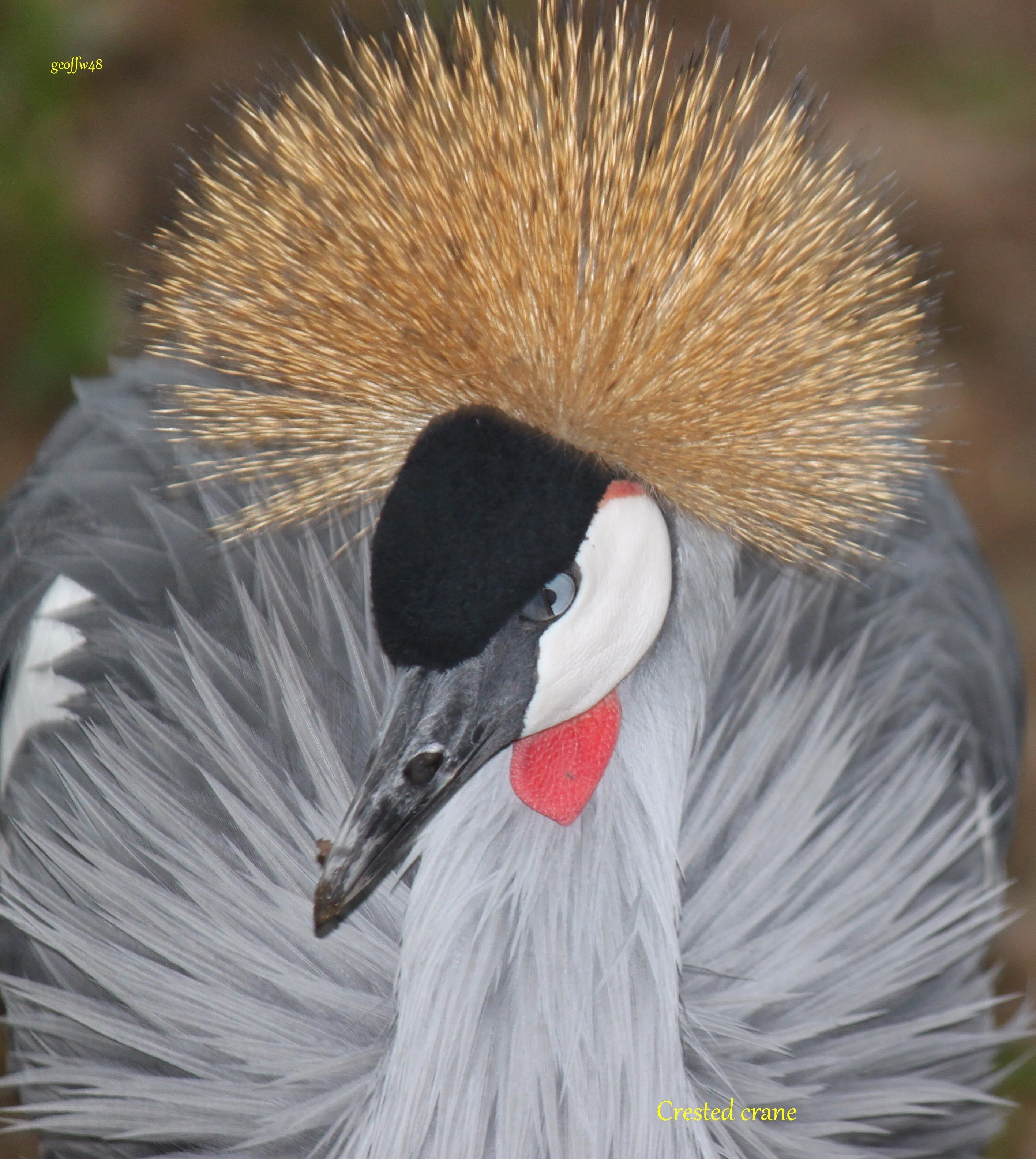 crested crane