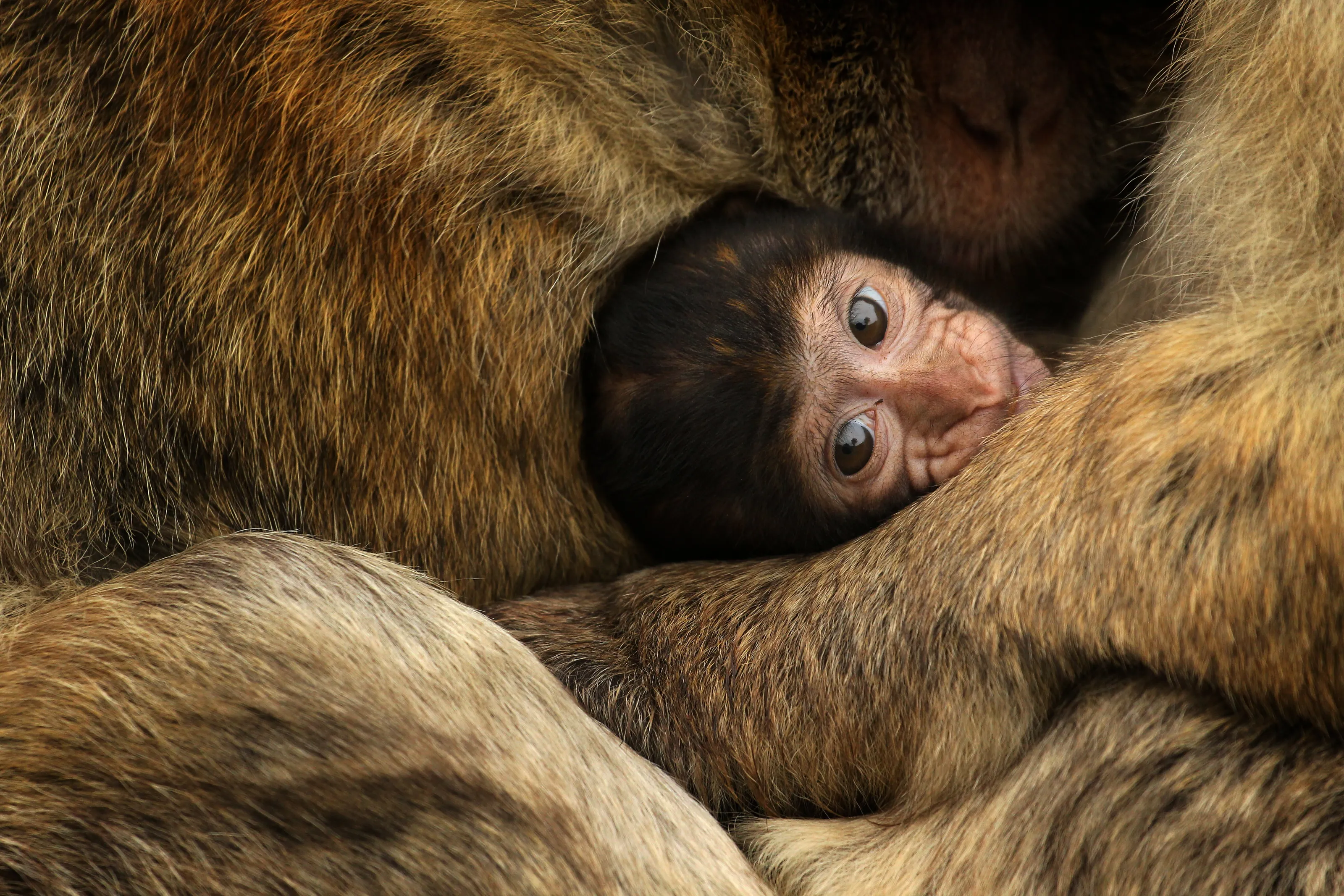 Barbary Macaque