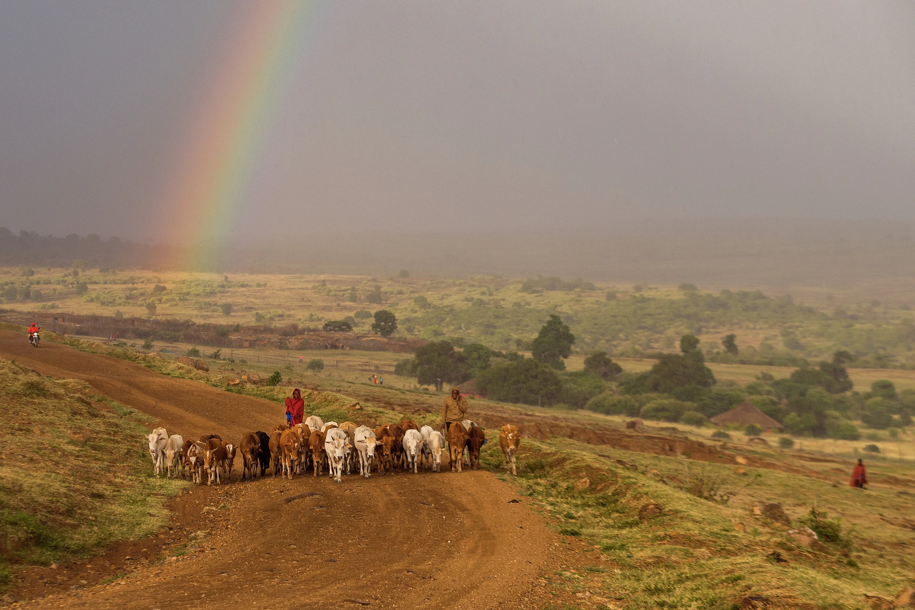 The Maasai People