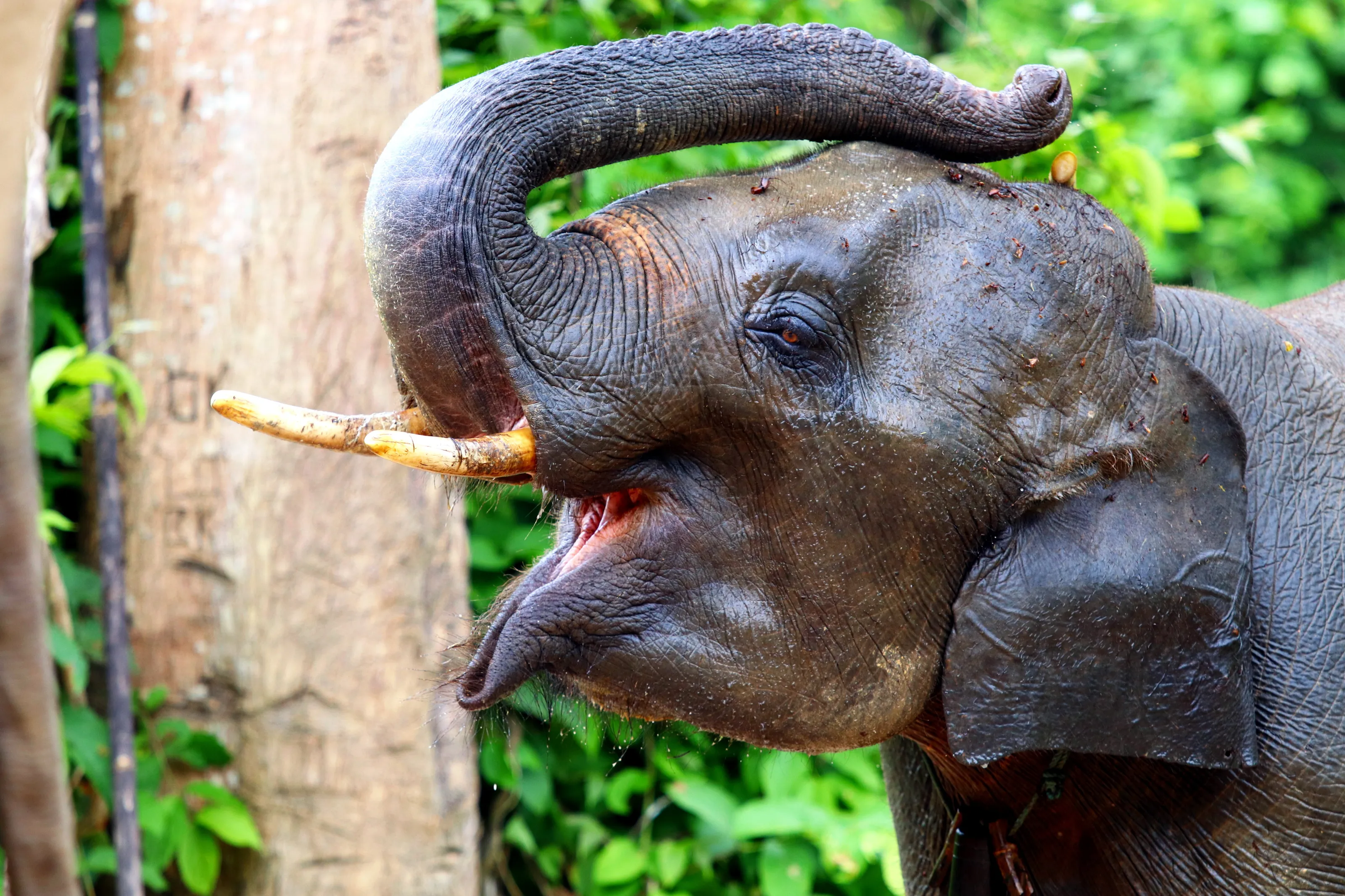Baby Elephant