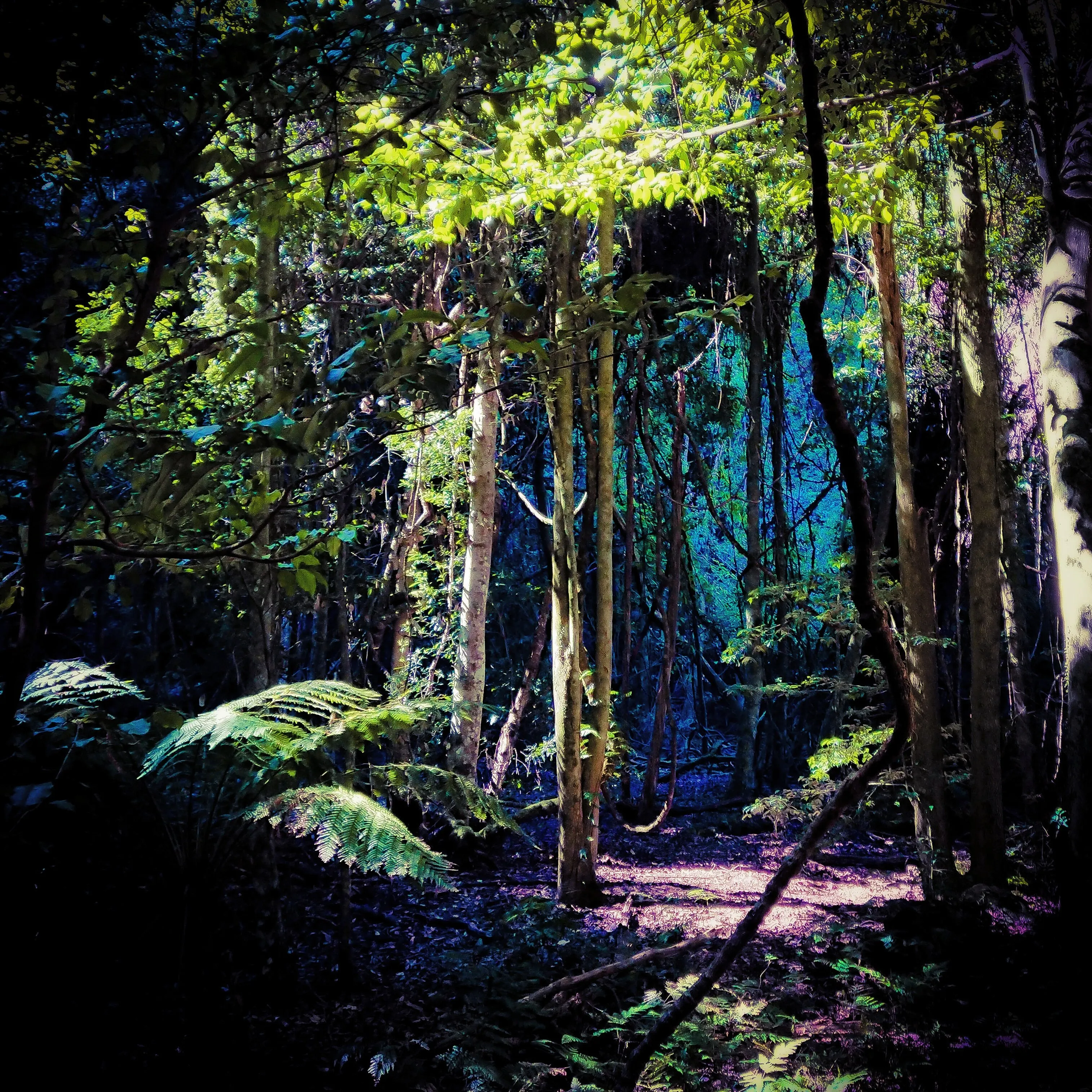 The Forbidden Blue Jungle