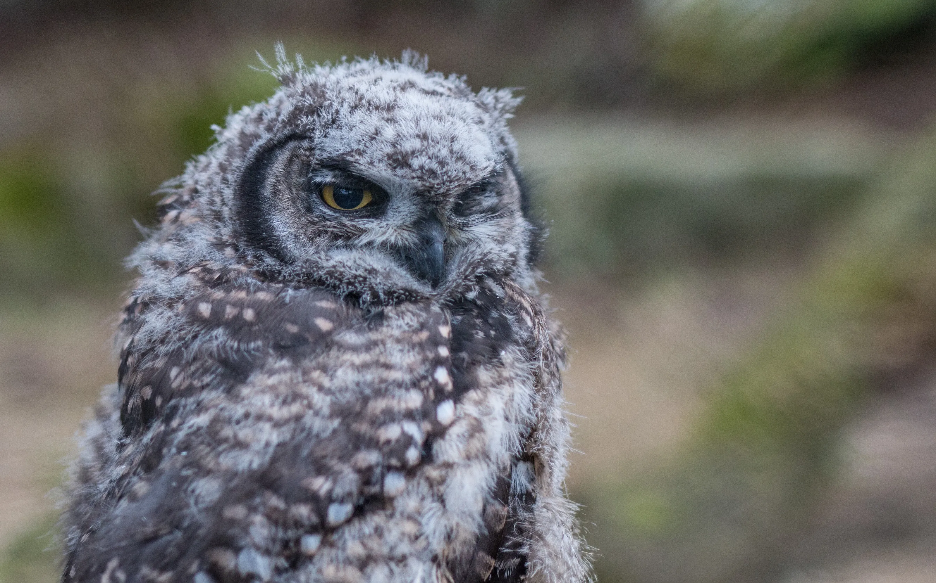 Spotted Eagle Owl Chick