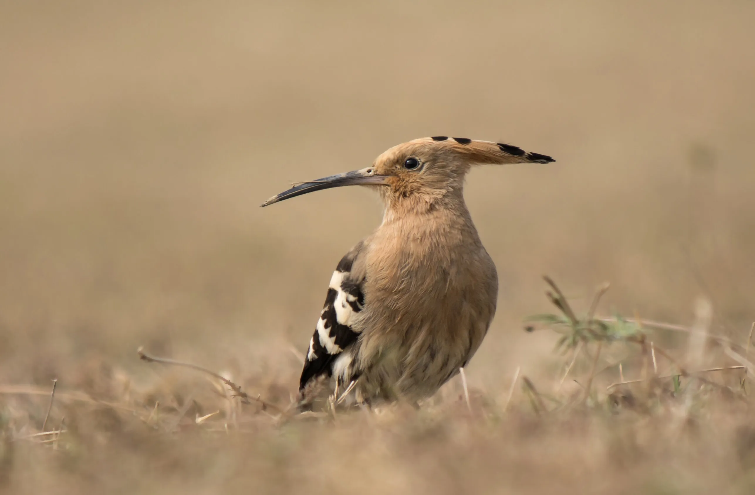 Common Hoopoe