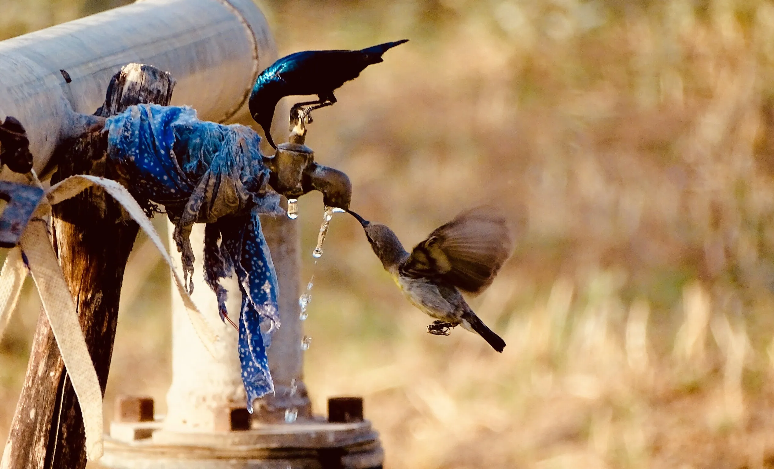 Thirstyness in Action
