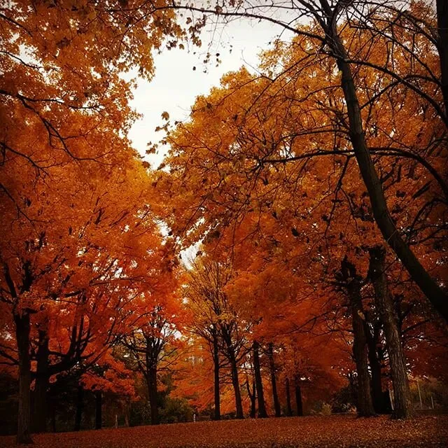 Let there be Orange