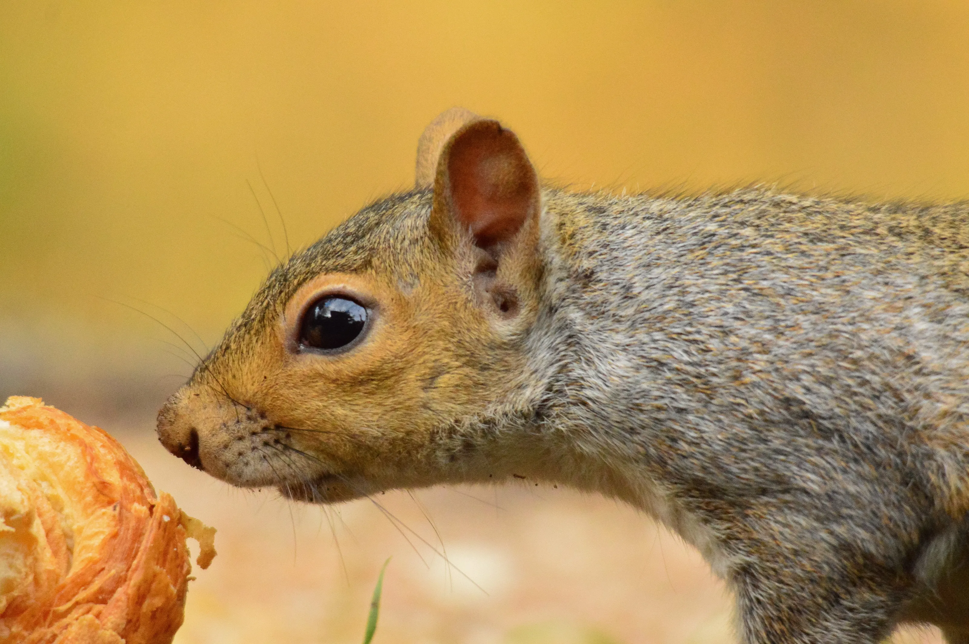Continental breakfast for one lucky squirrels
