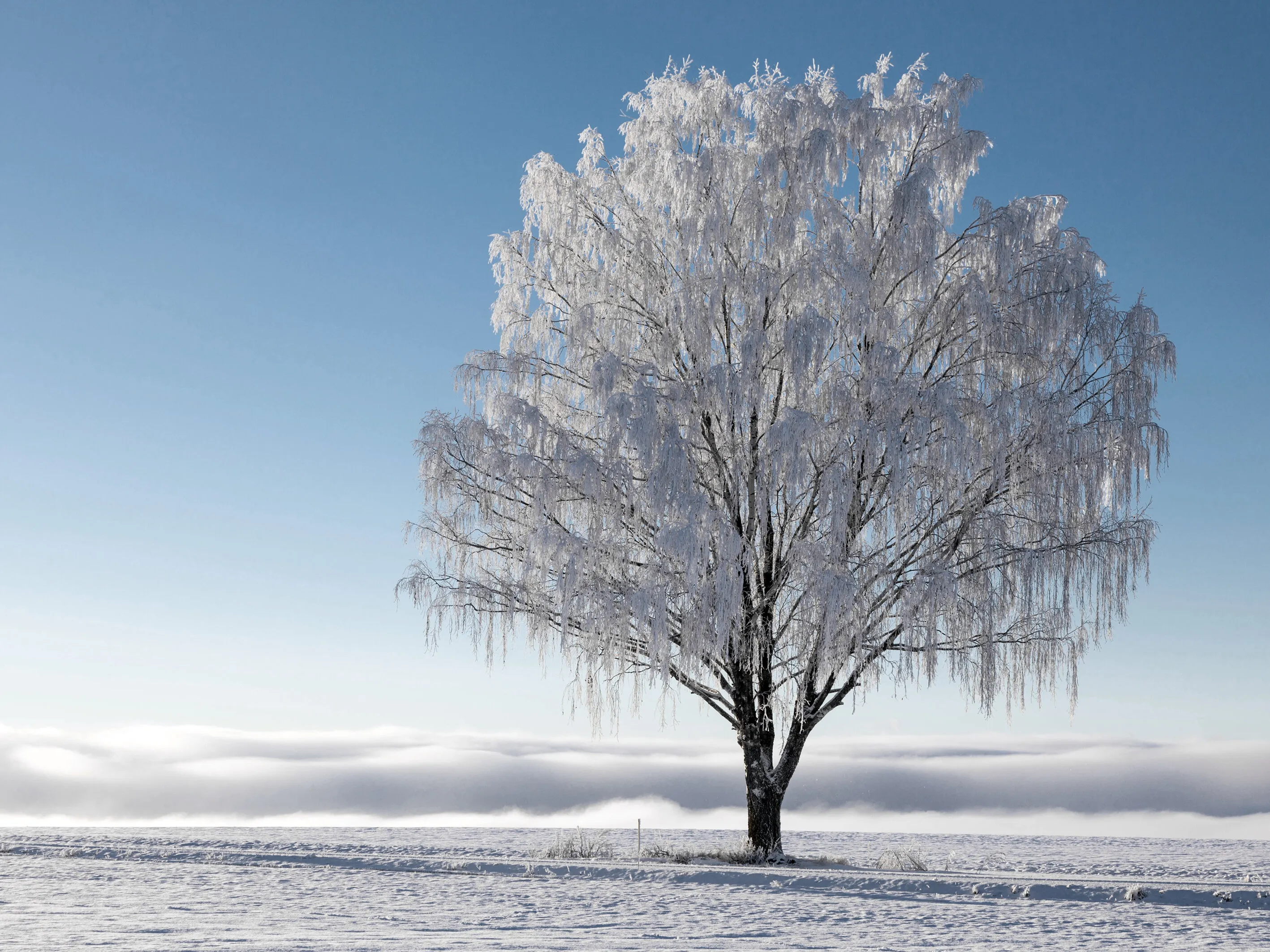 Frosen days