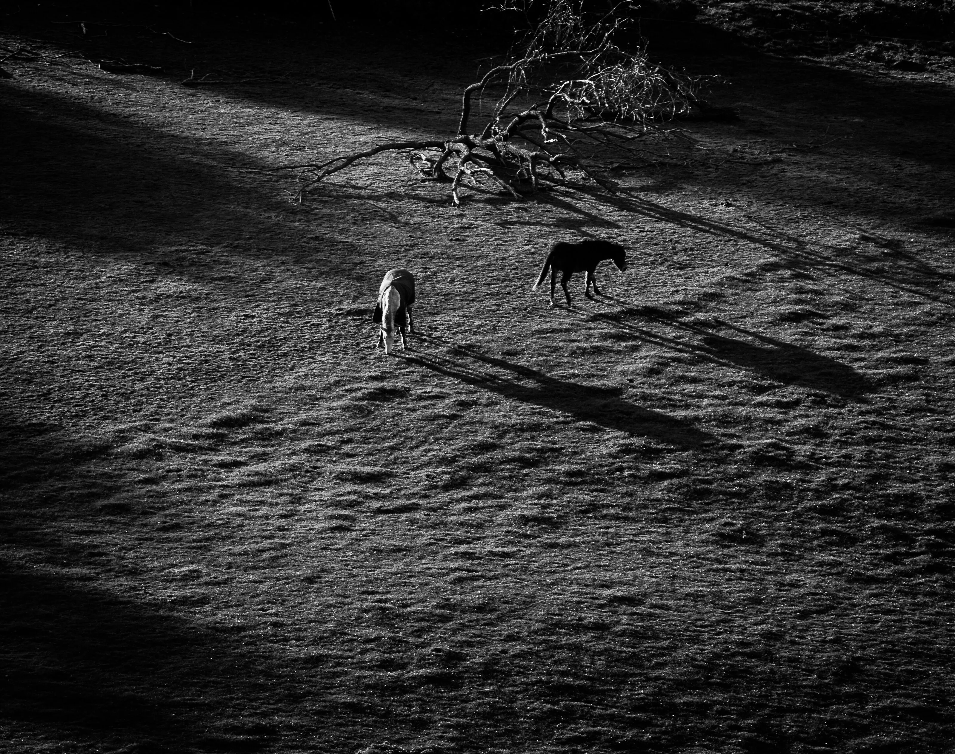 Long Shadows at Sunset