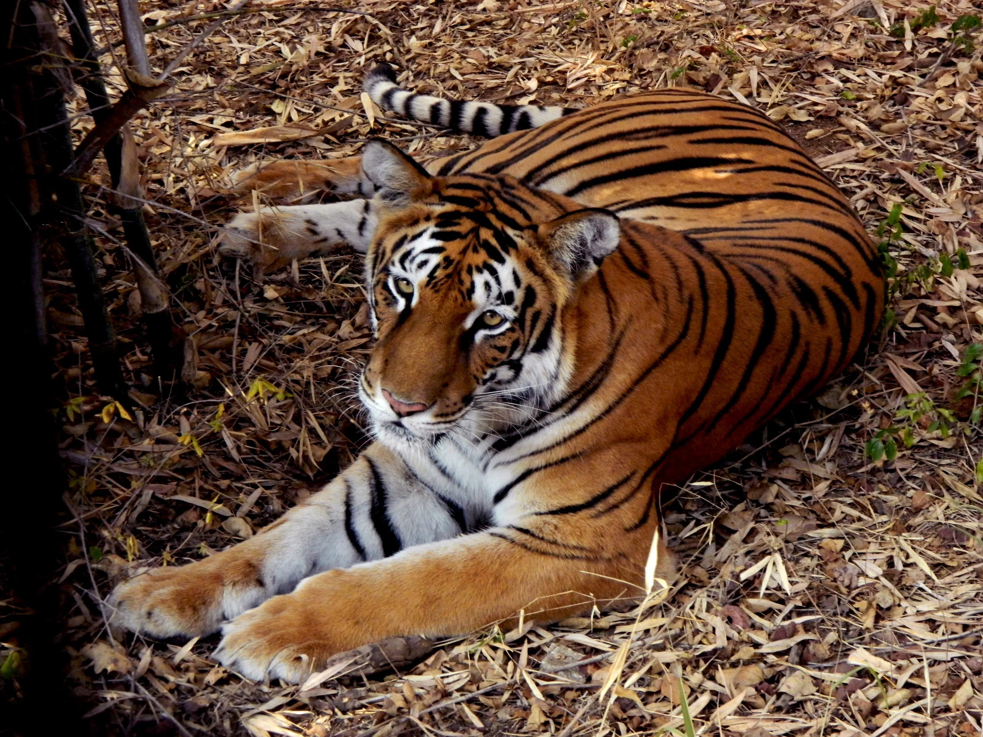 MAJESTIC MAJESTY