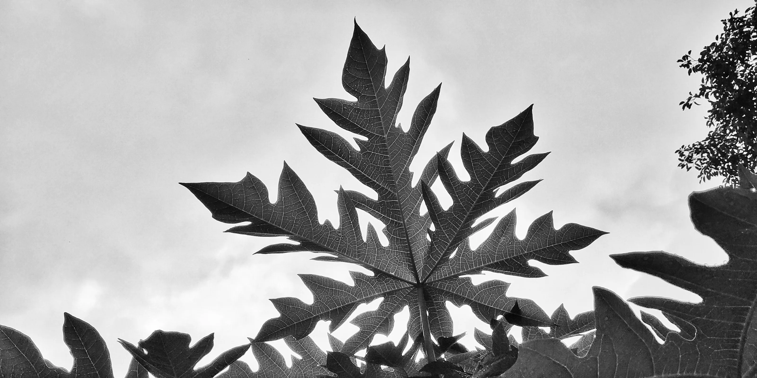 The papaya leaf.