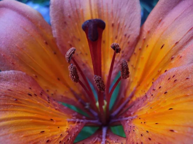 Orange lily