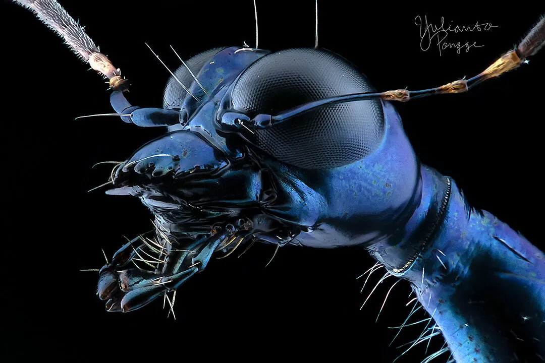 Entry 3059981