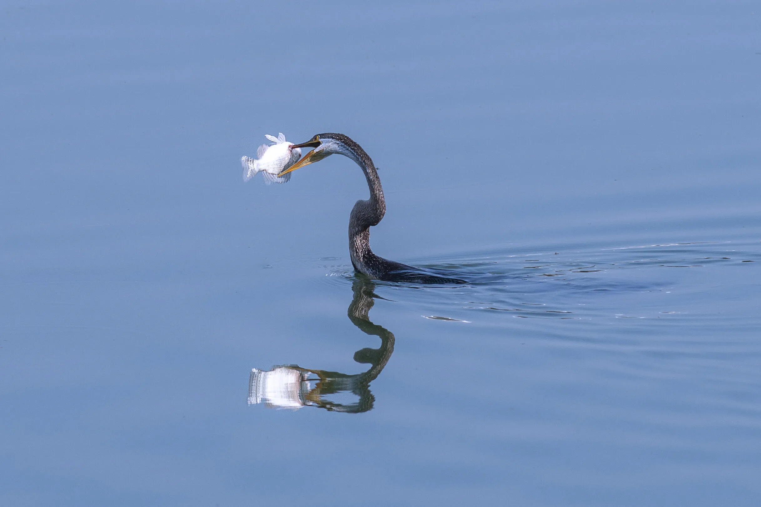 The Perfect Catch