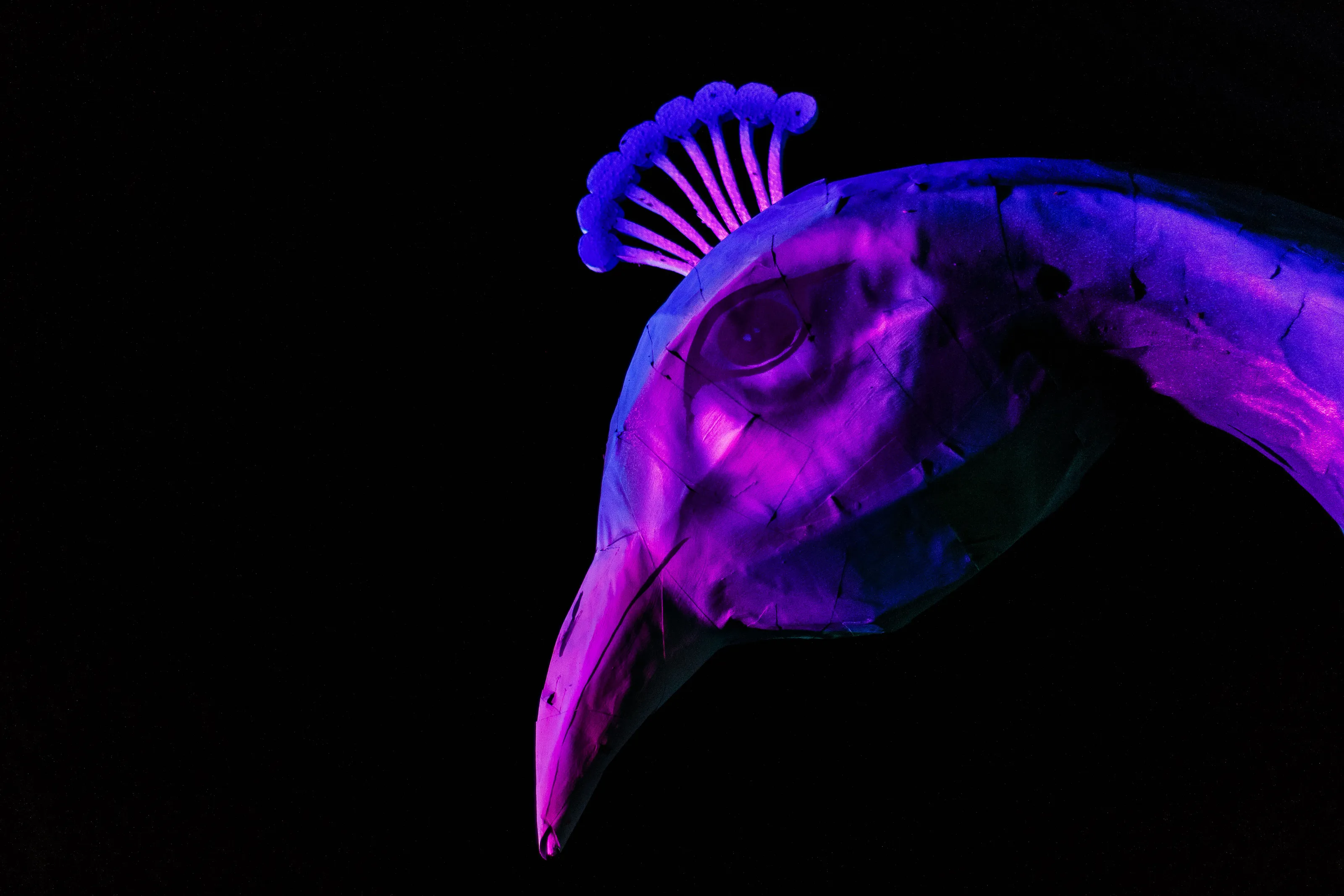 A peacock's eye