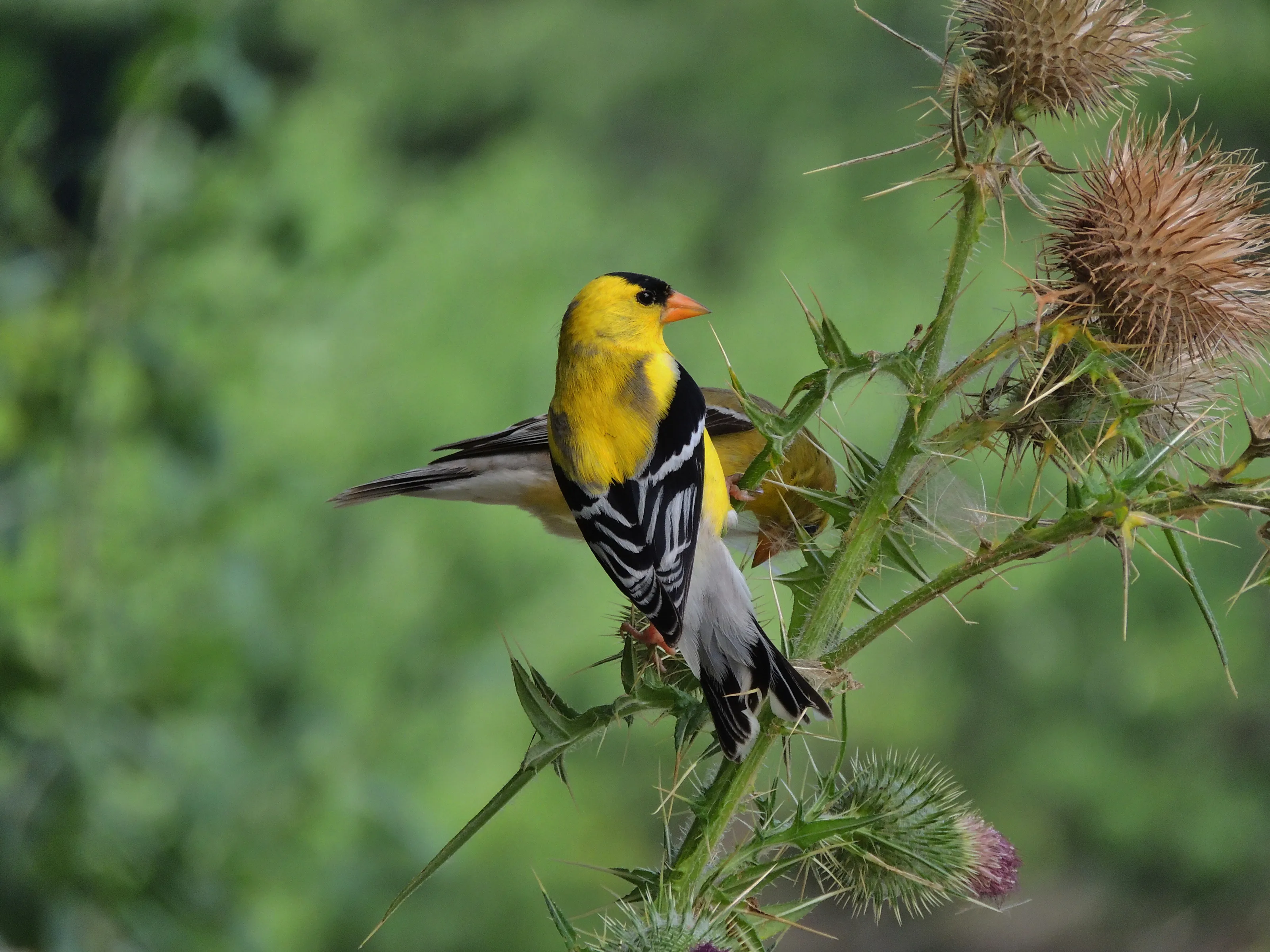 Wee Yellow Finch