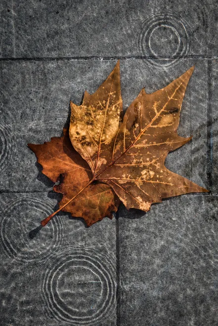 Autumn Rain