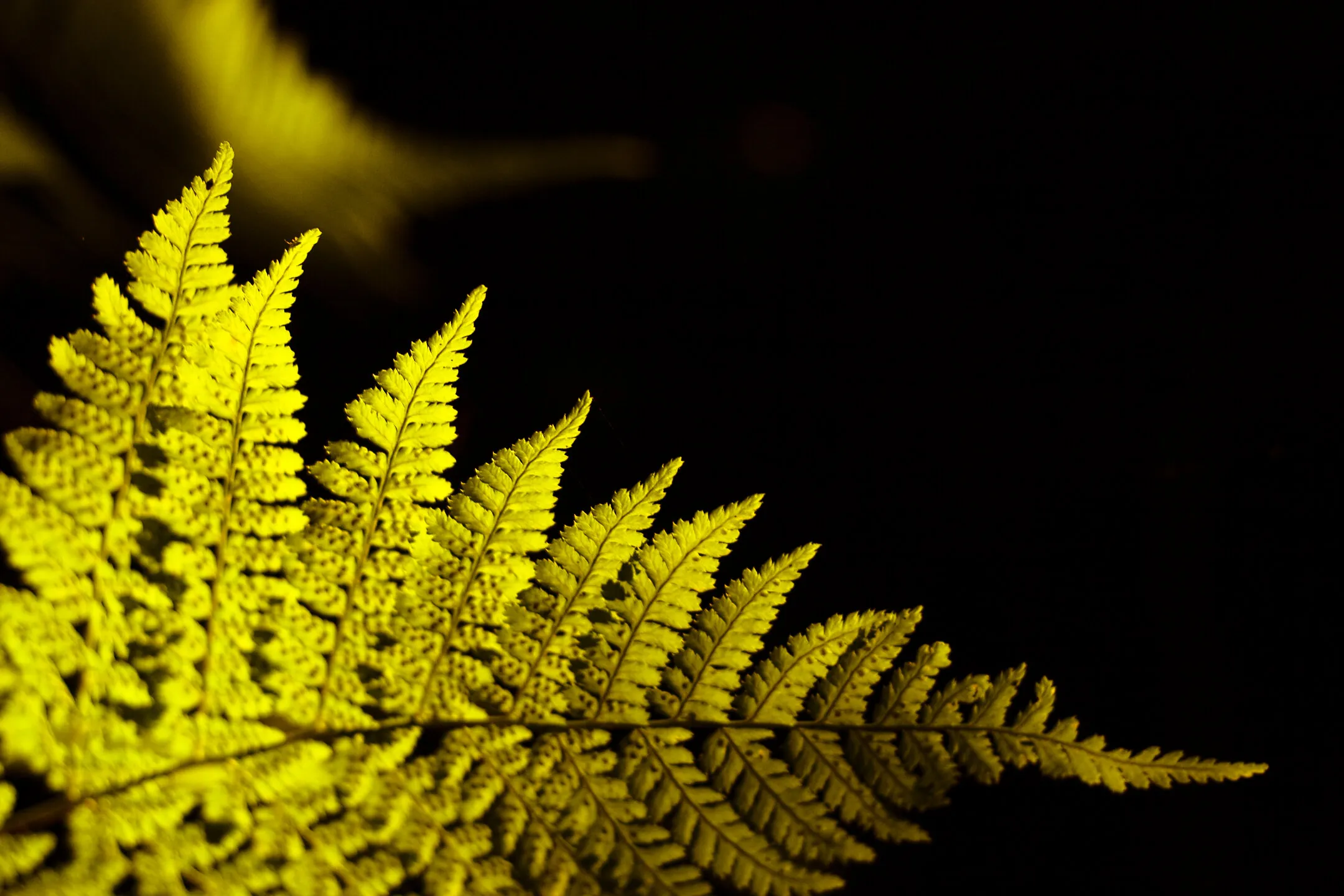 Fern Leaf in Evening Light