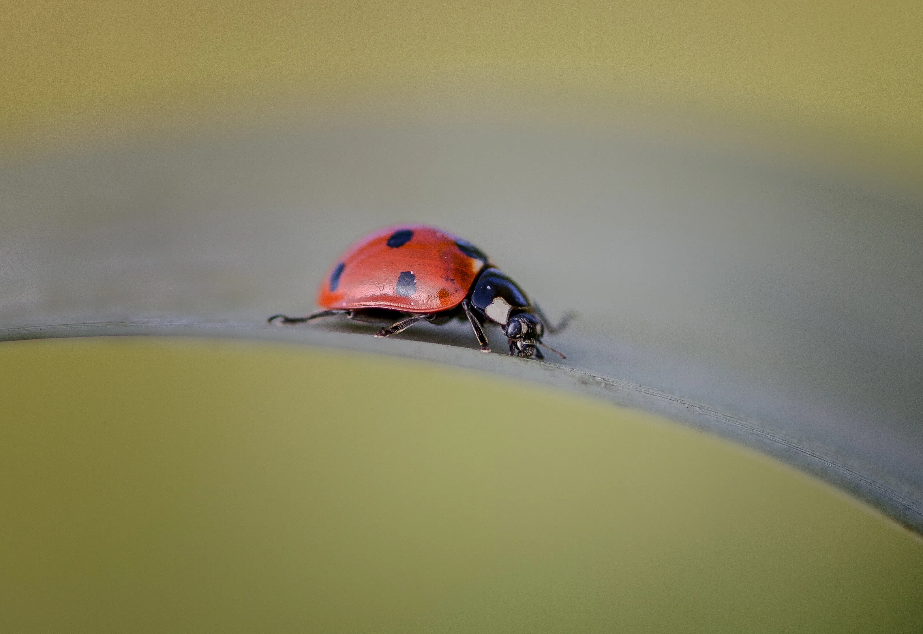 coccinella