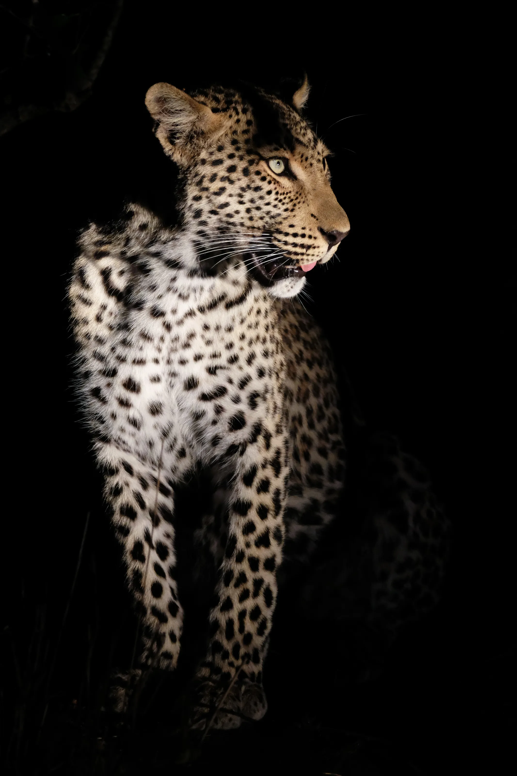 Leopard in the Dark