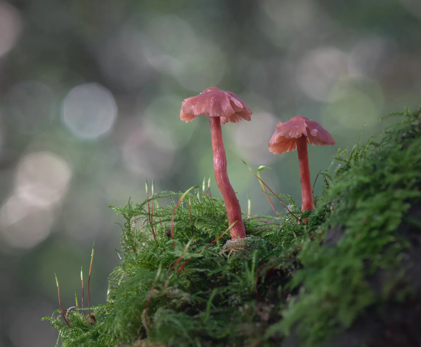 Delicate little red mushrooms
