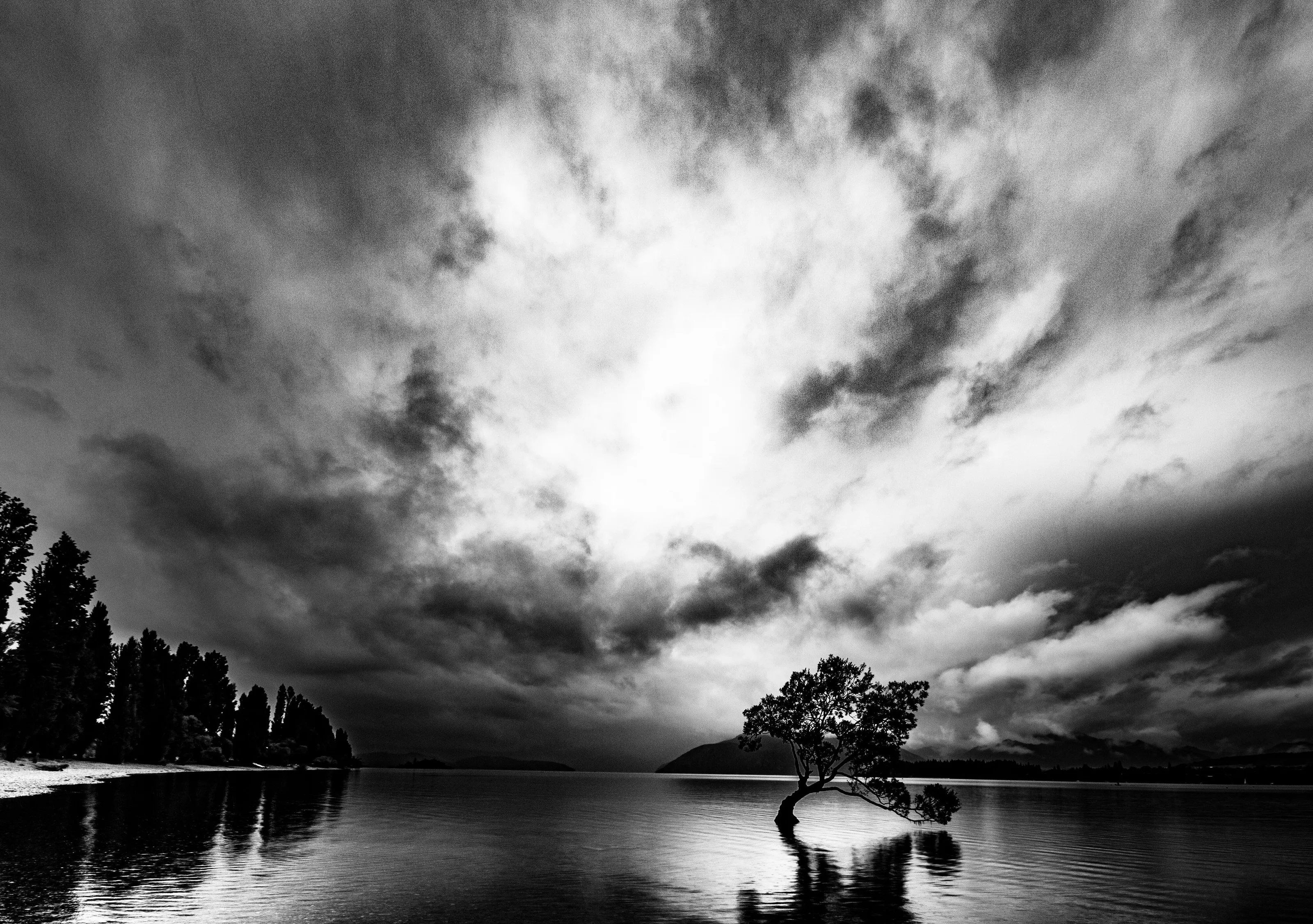 Lone Tree Wanaka New Zealand