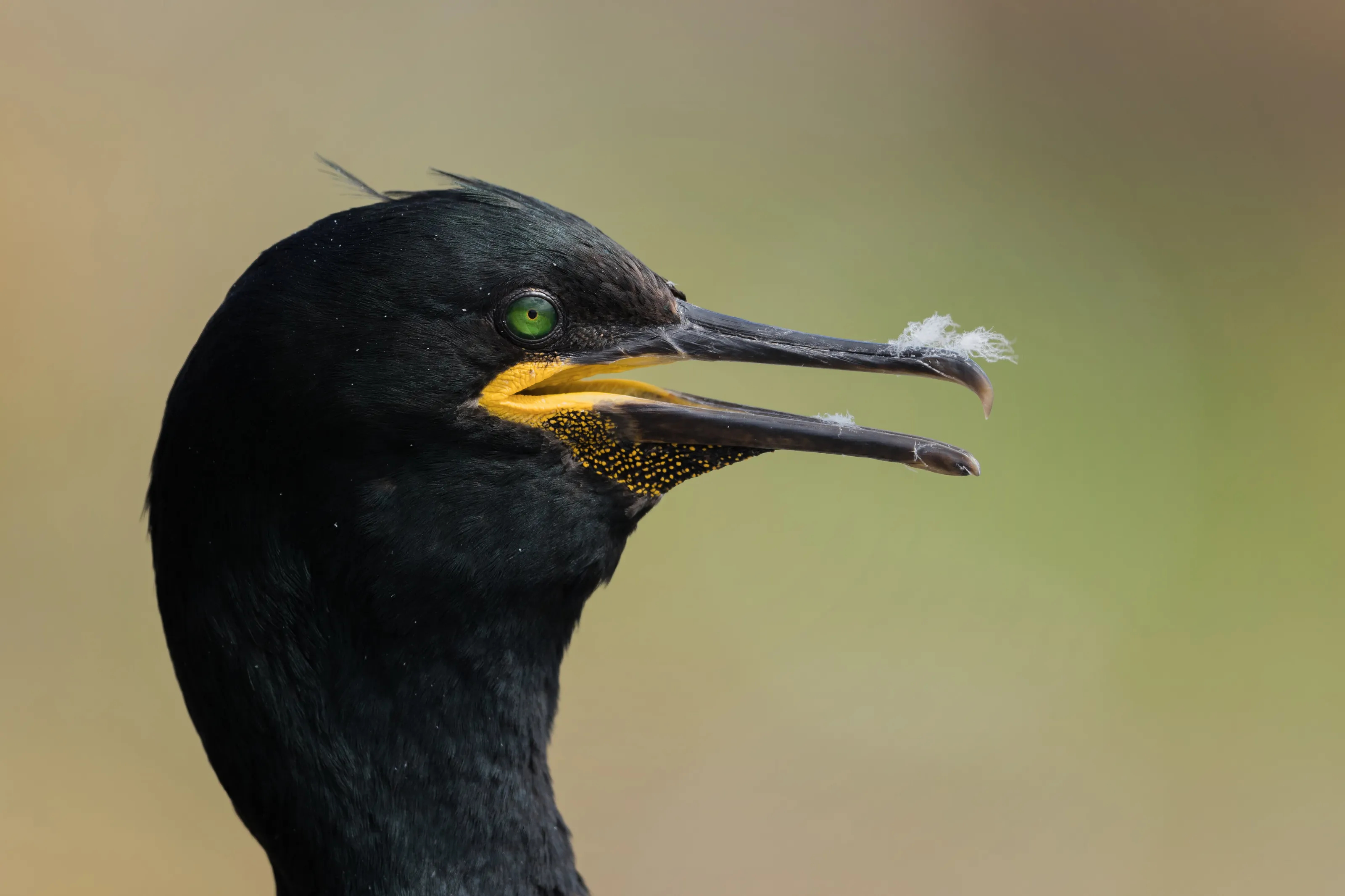 Panting Shag