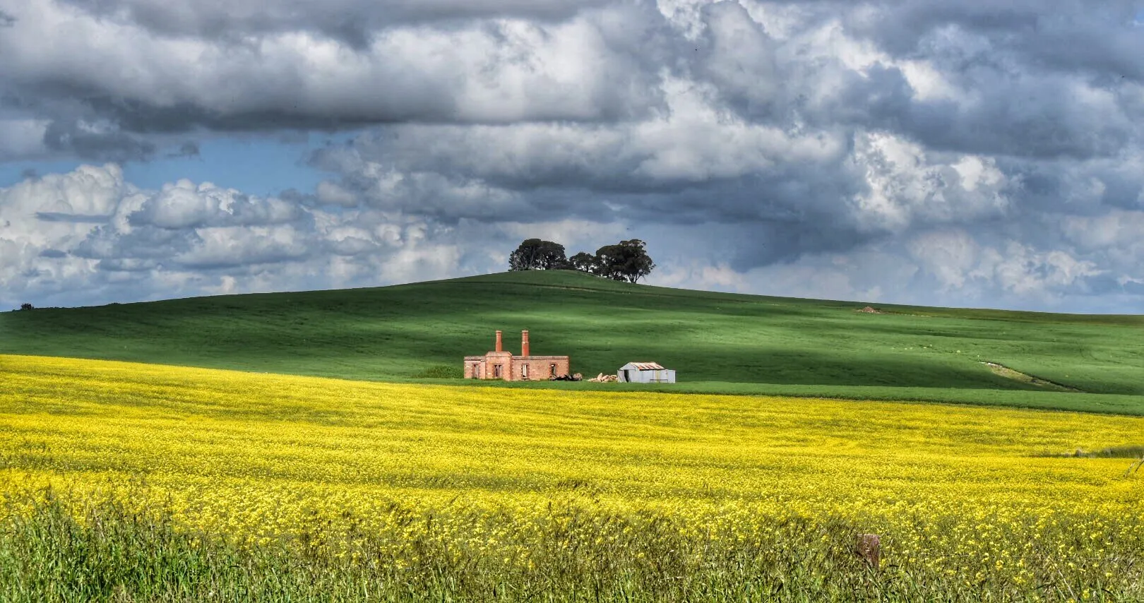 Ruins in canola