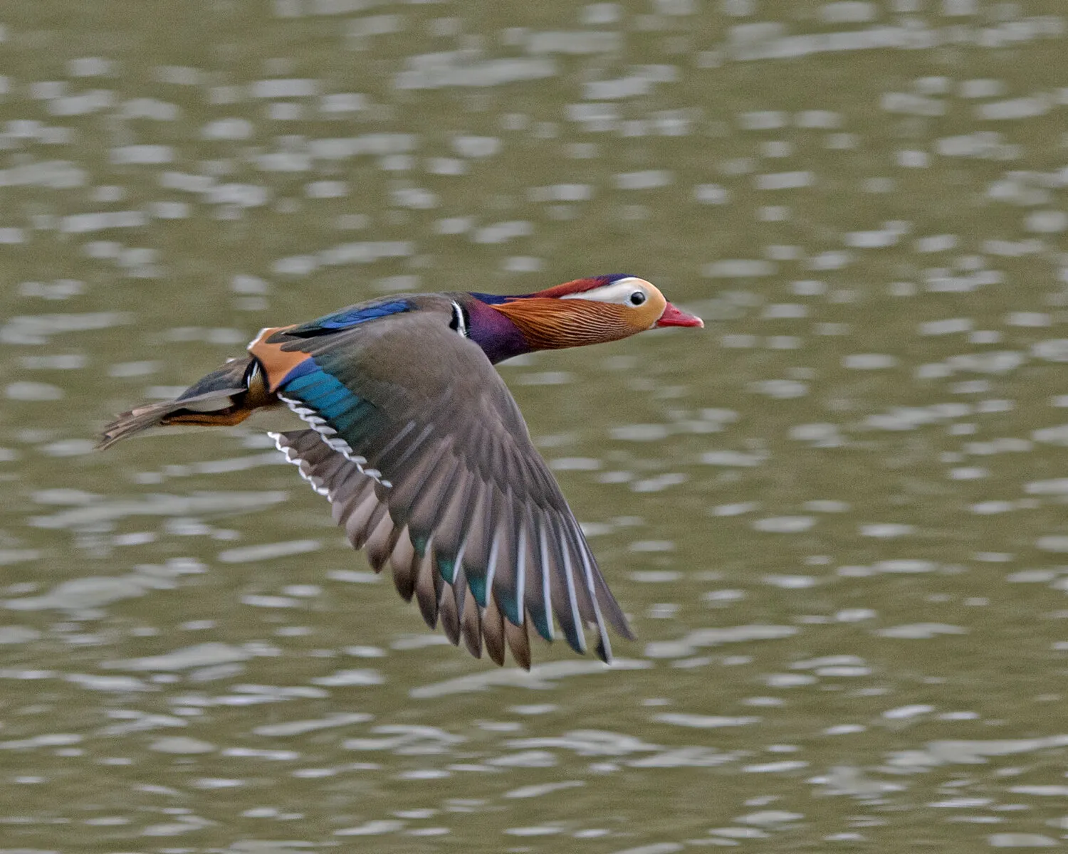 Mandarin Flying