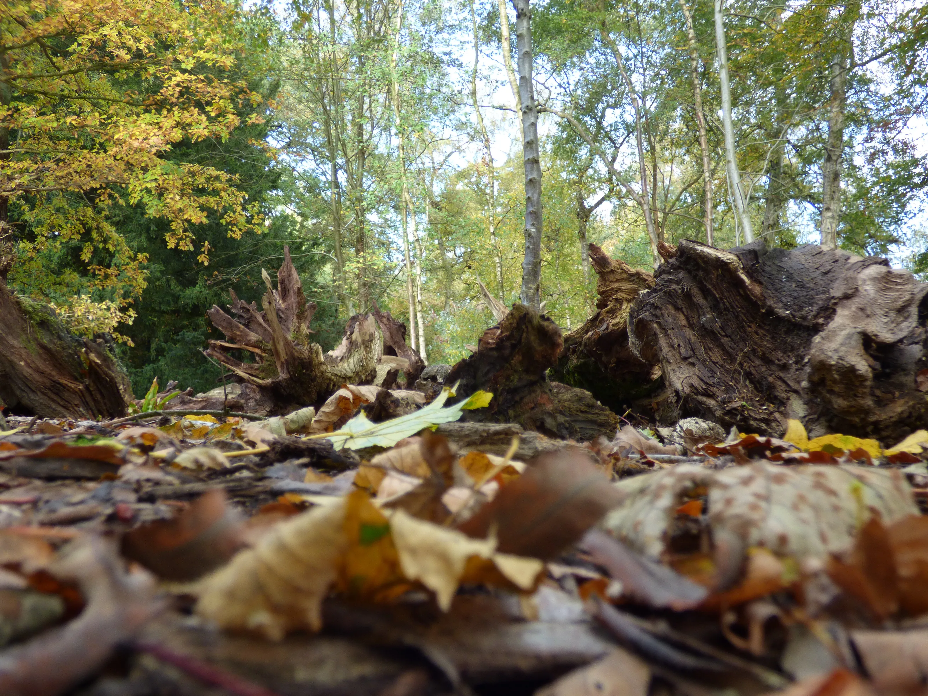 Through the leaves