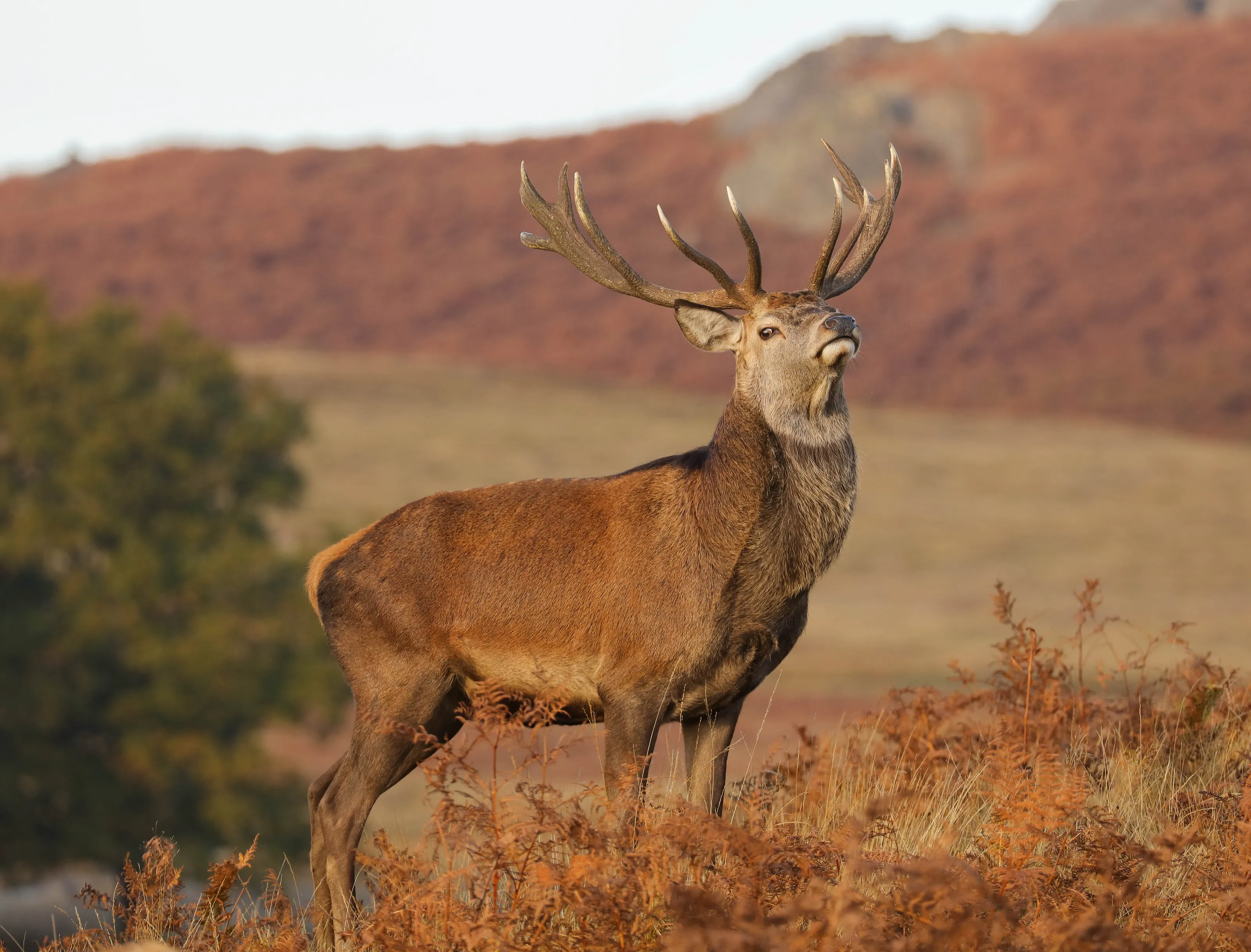 Red Deer Stag