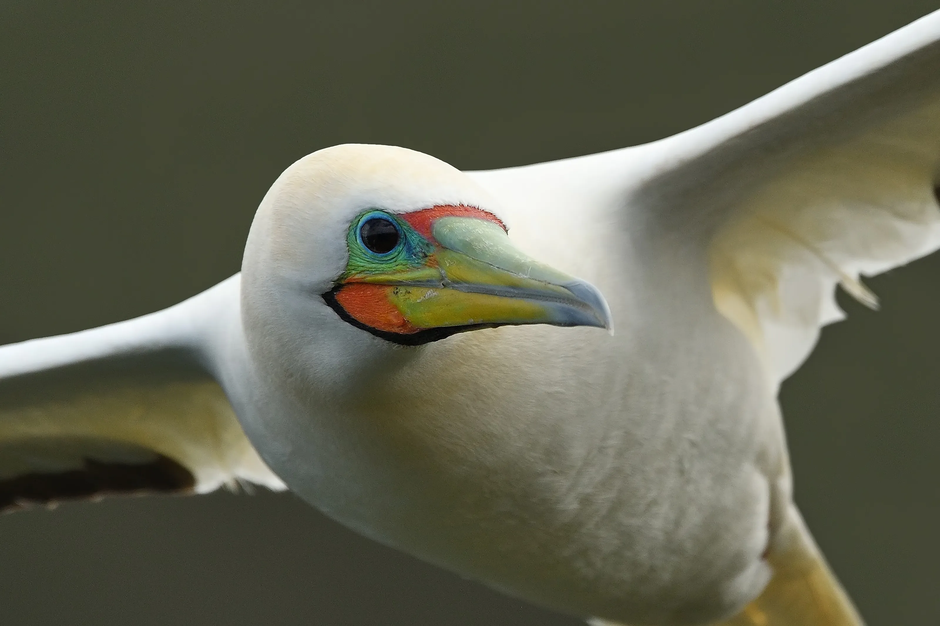 Breeding plumage Booby