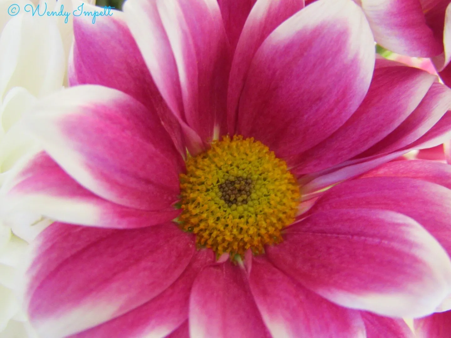 flower pink and white