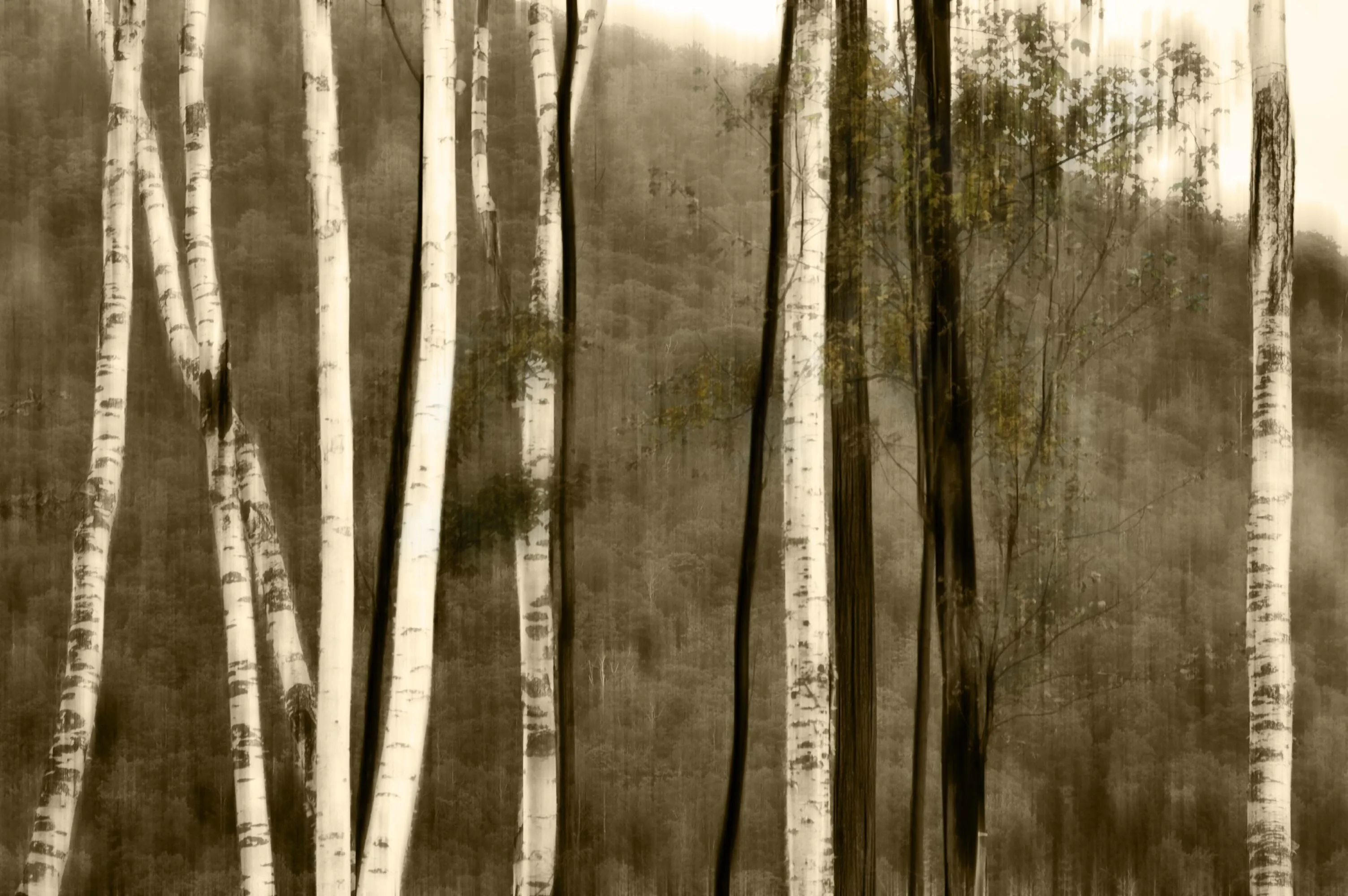 Nine birch.