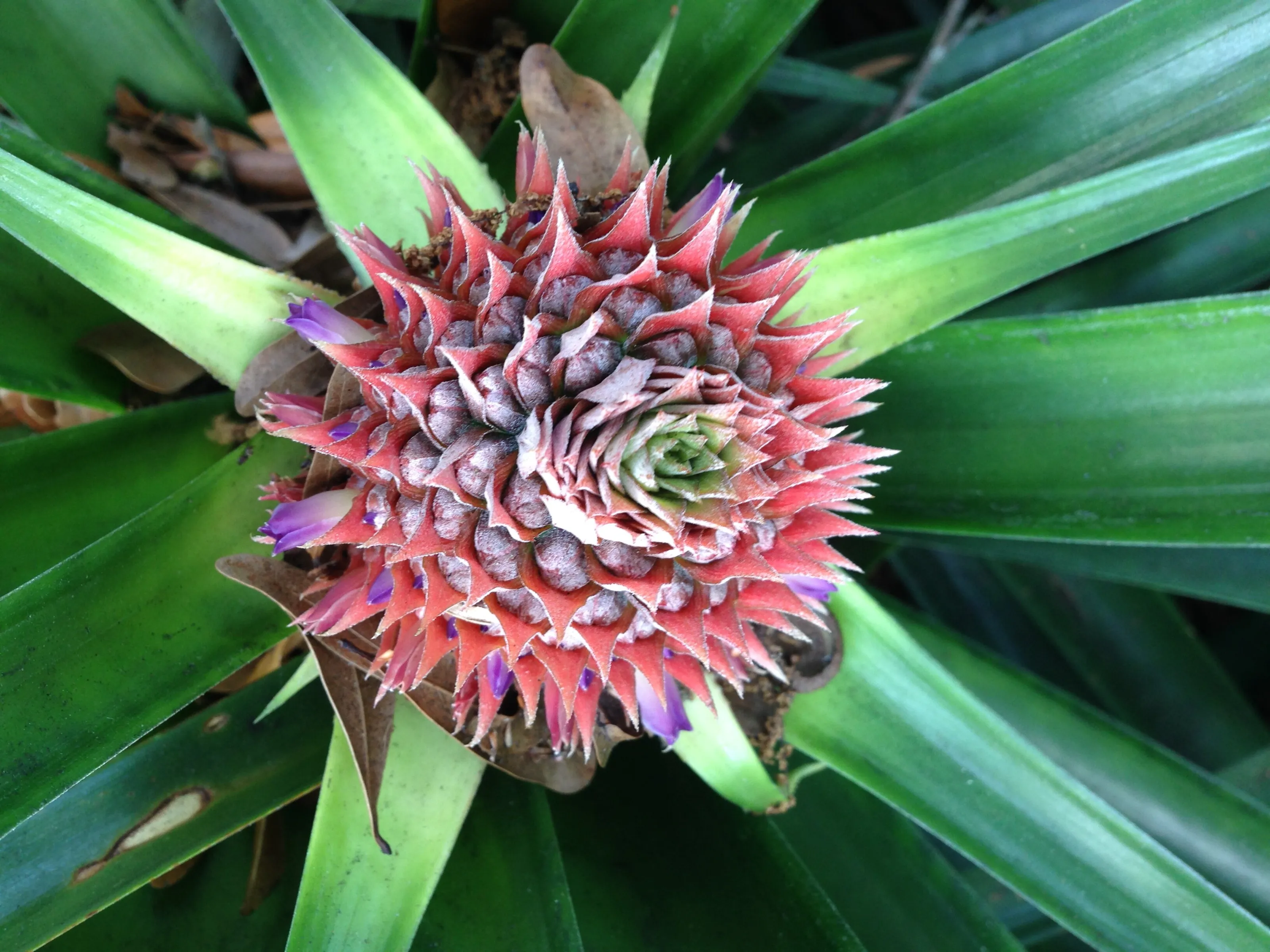 Flower