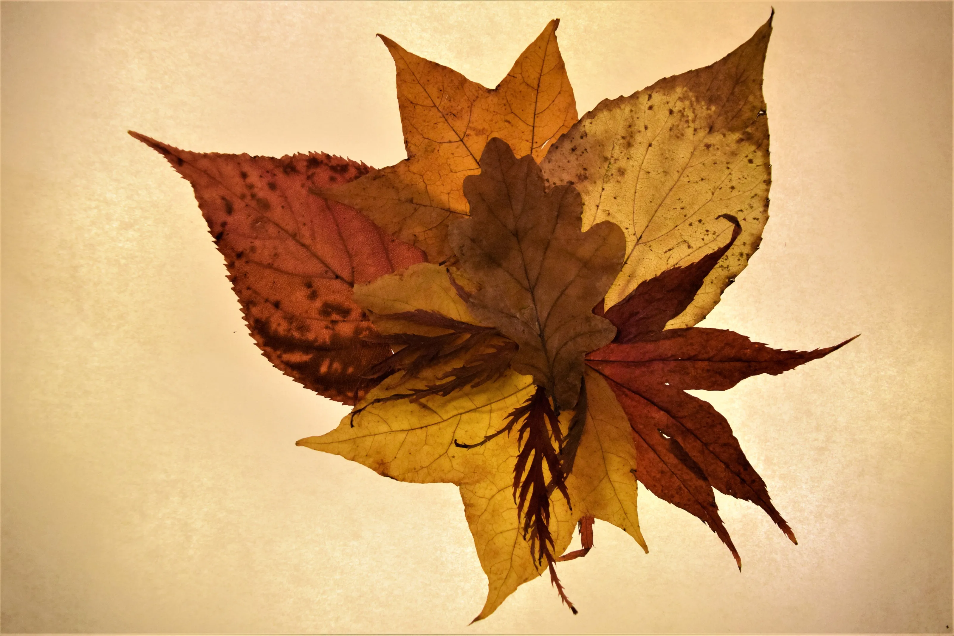 Autumn bouquet