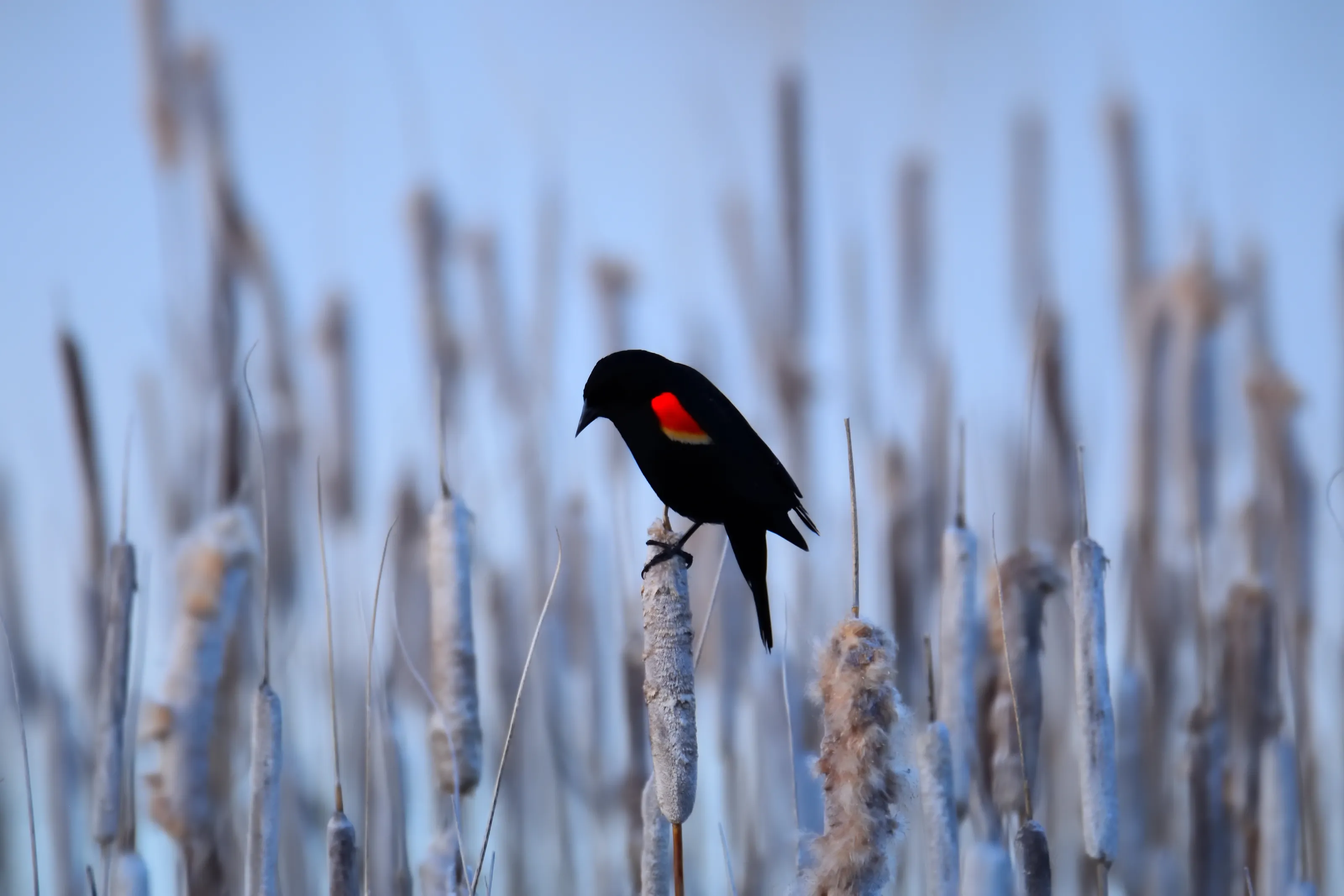 Redwing Blackbird