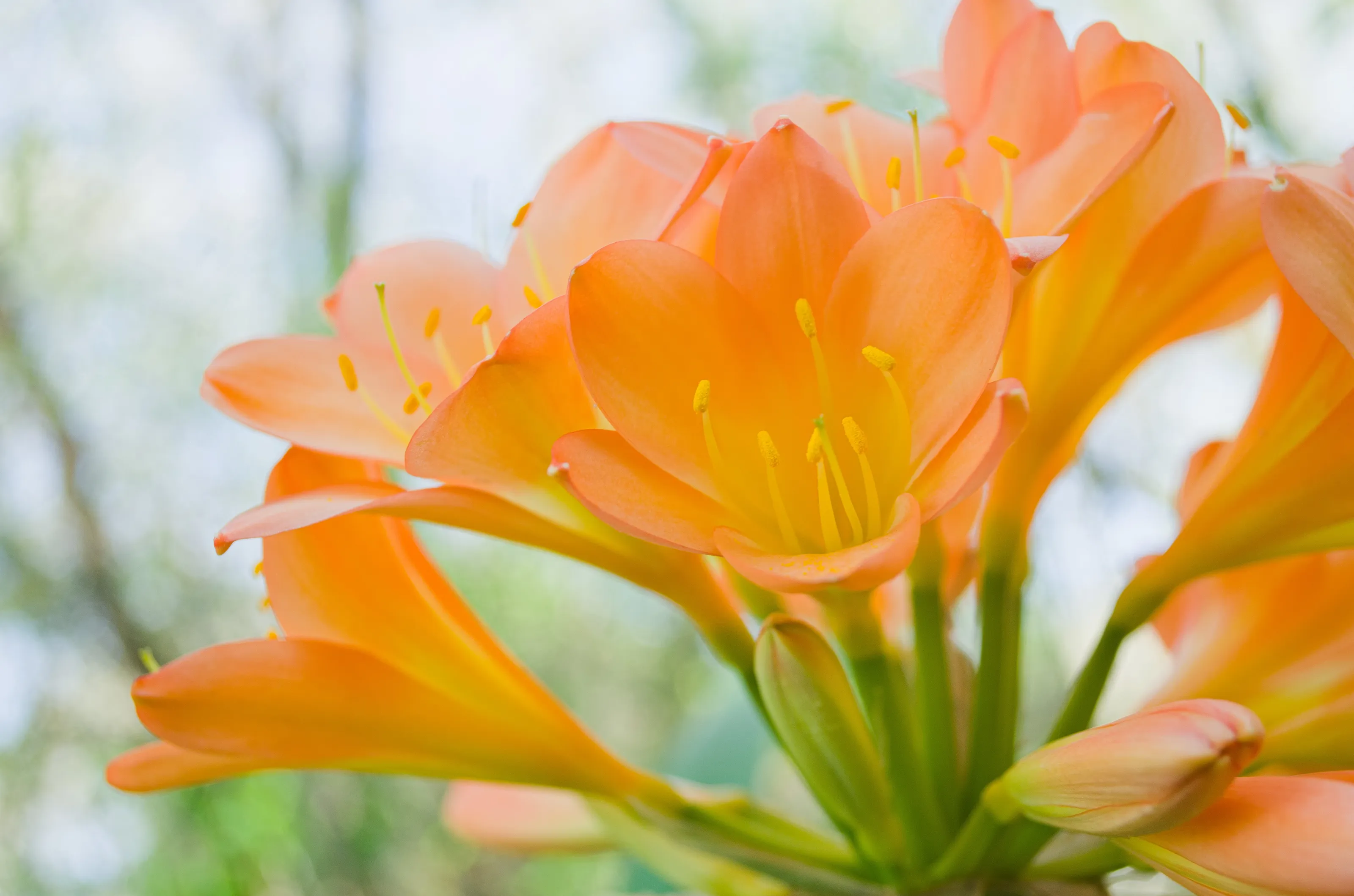 Clivia