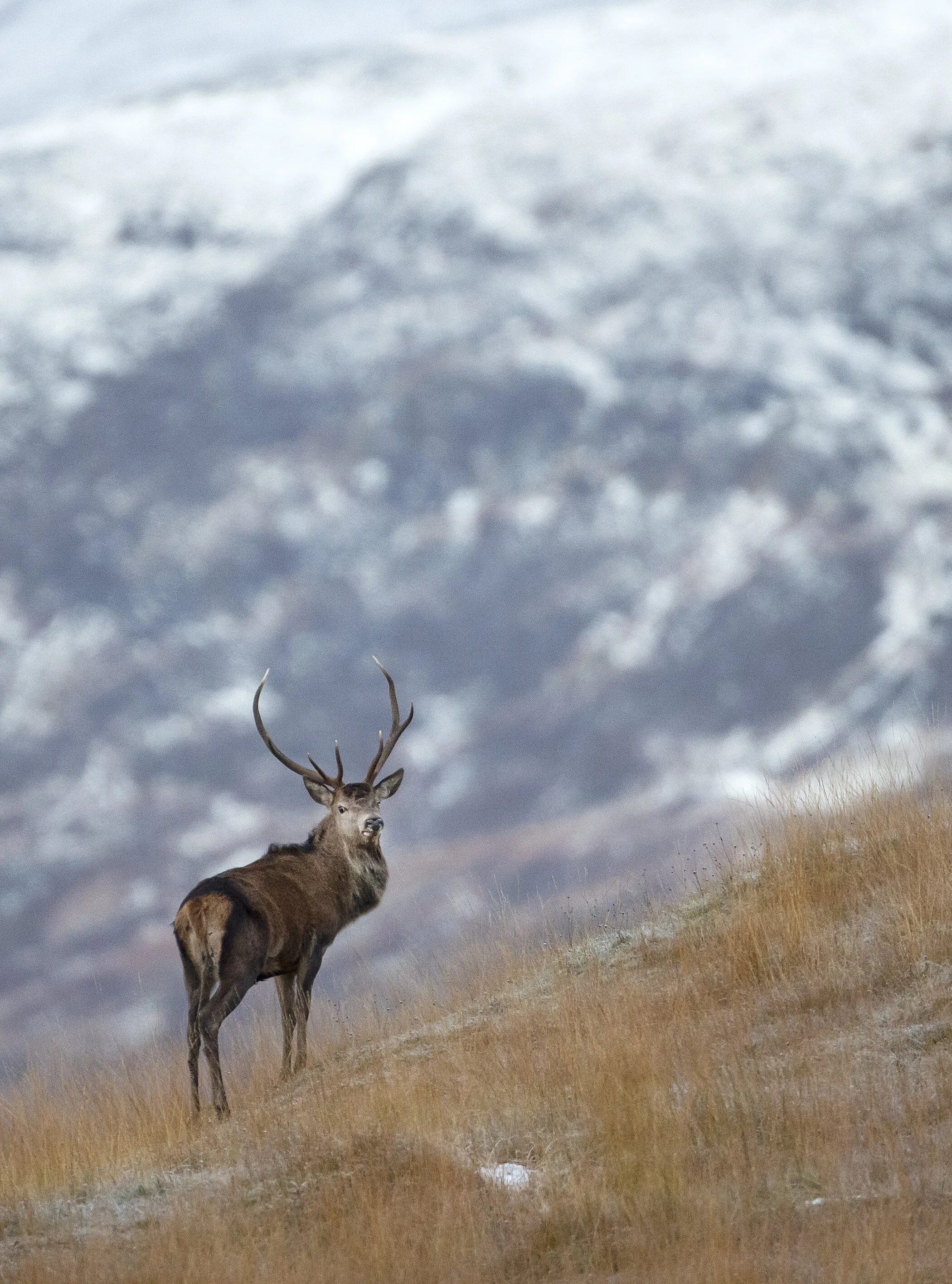 Red Deer encounter at first light in the Highlands of Scotland