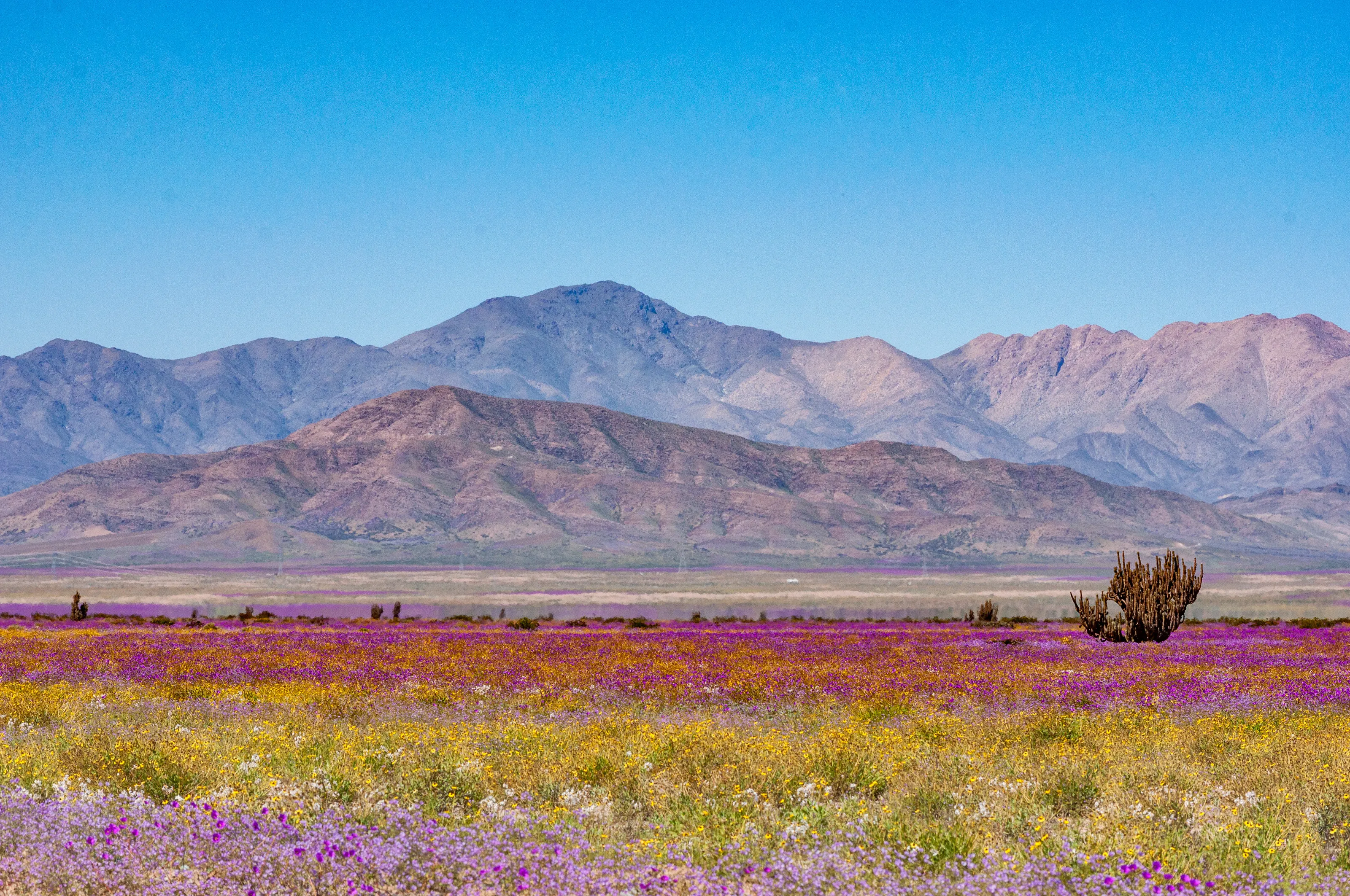 Desierto Florido