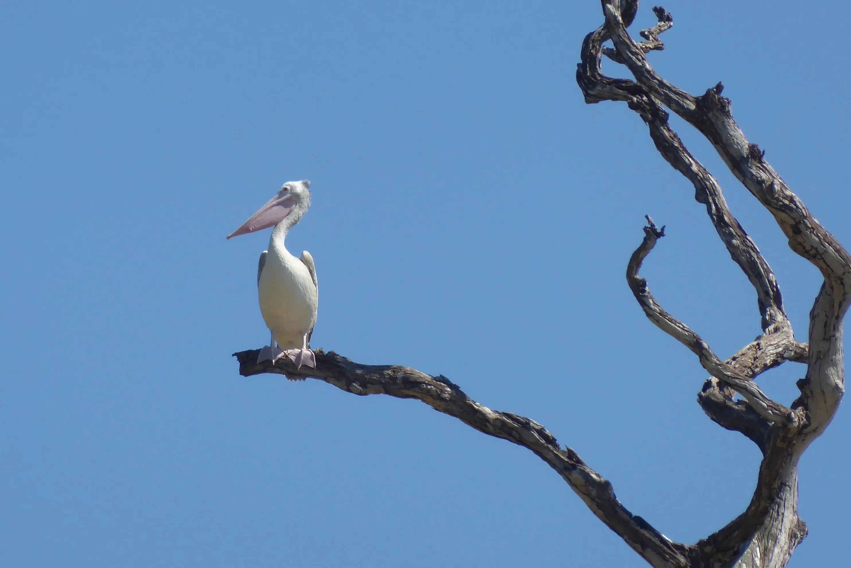 Pelican