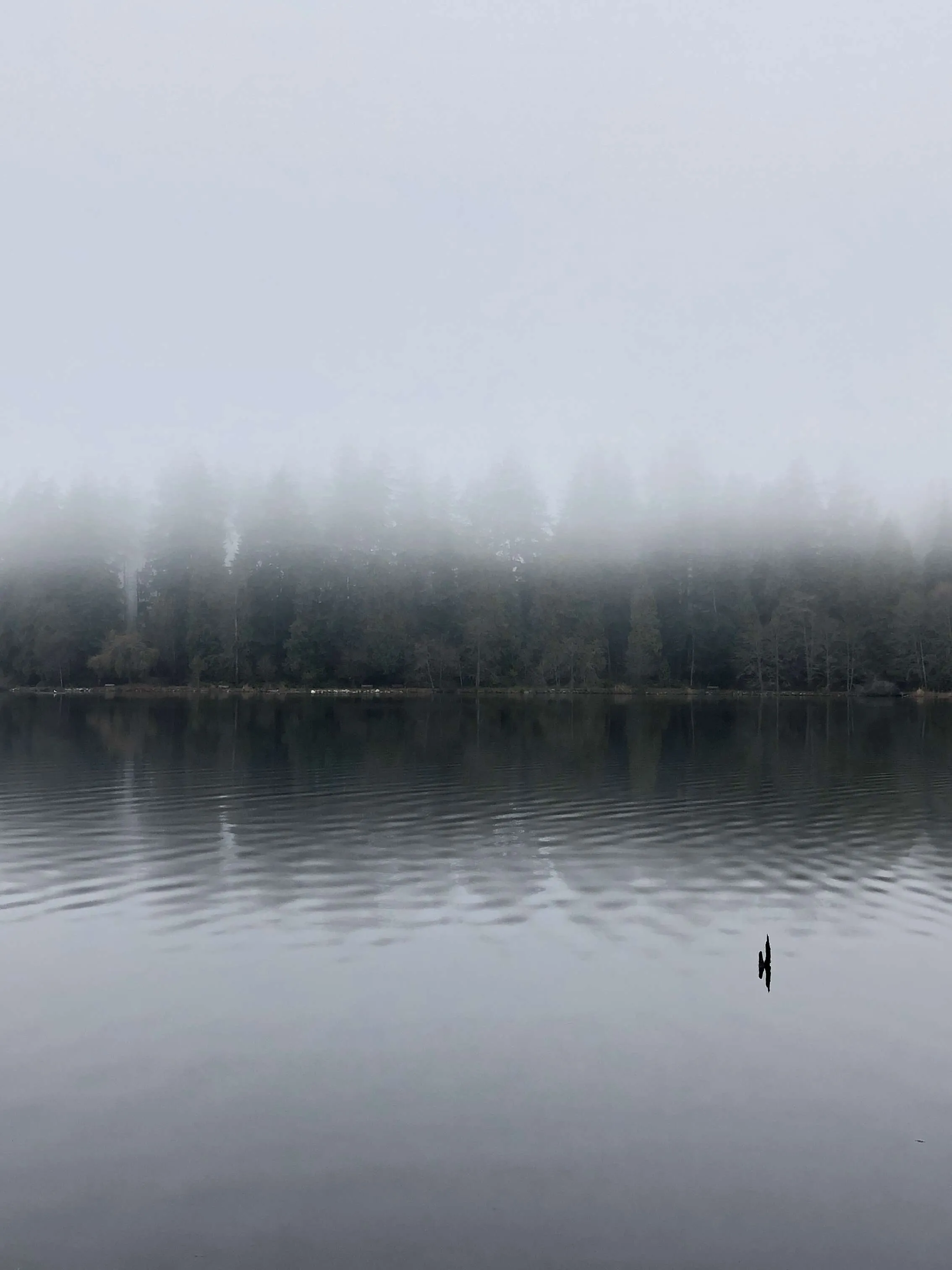 Misty lake