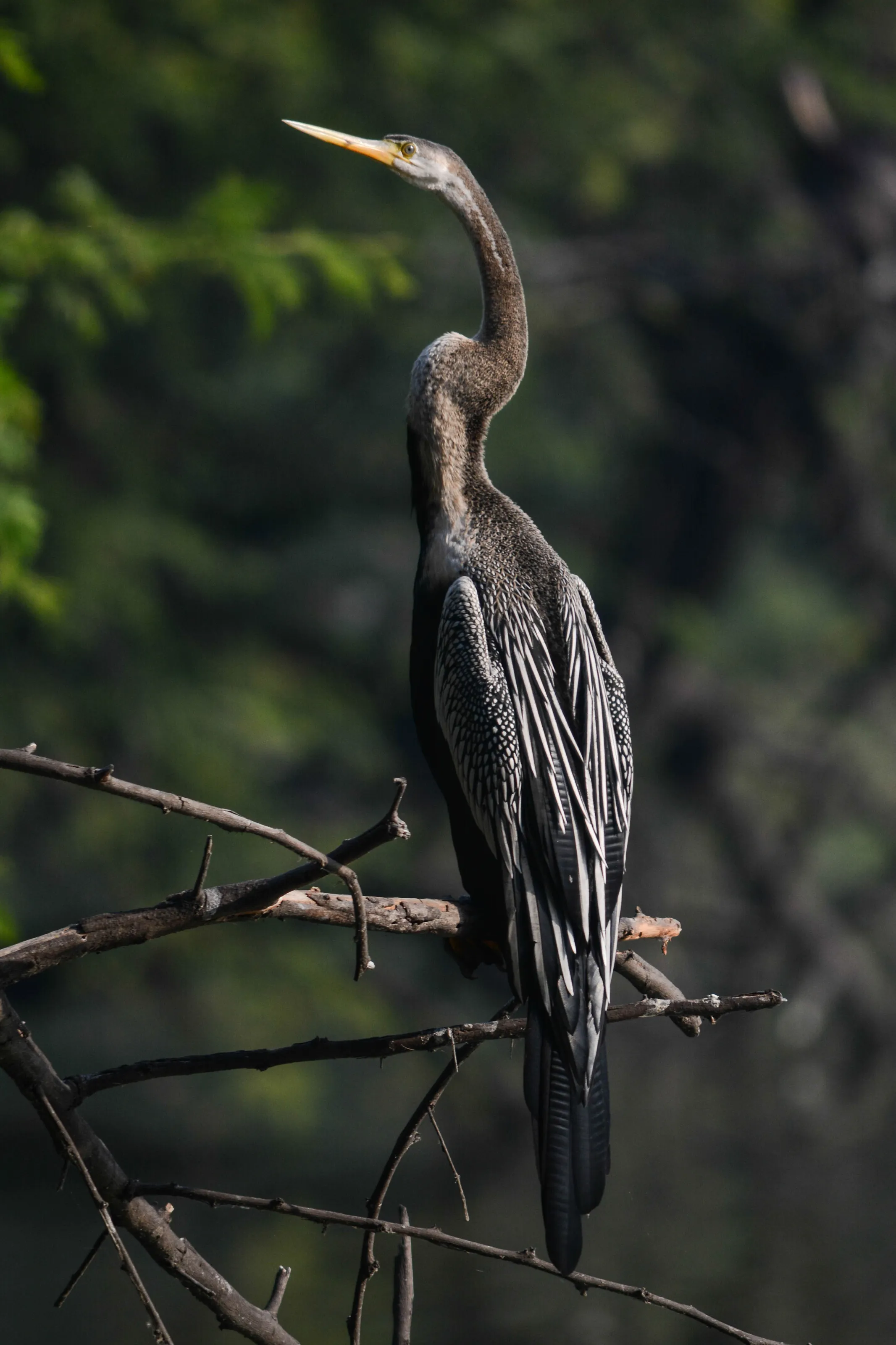 Solitary Darter