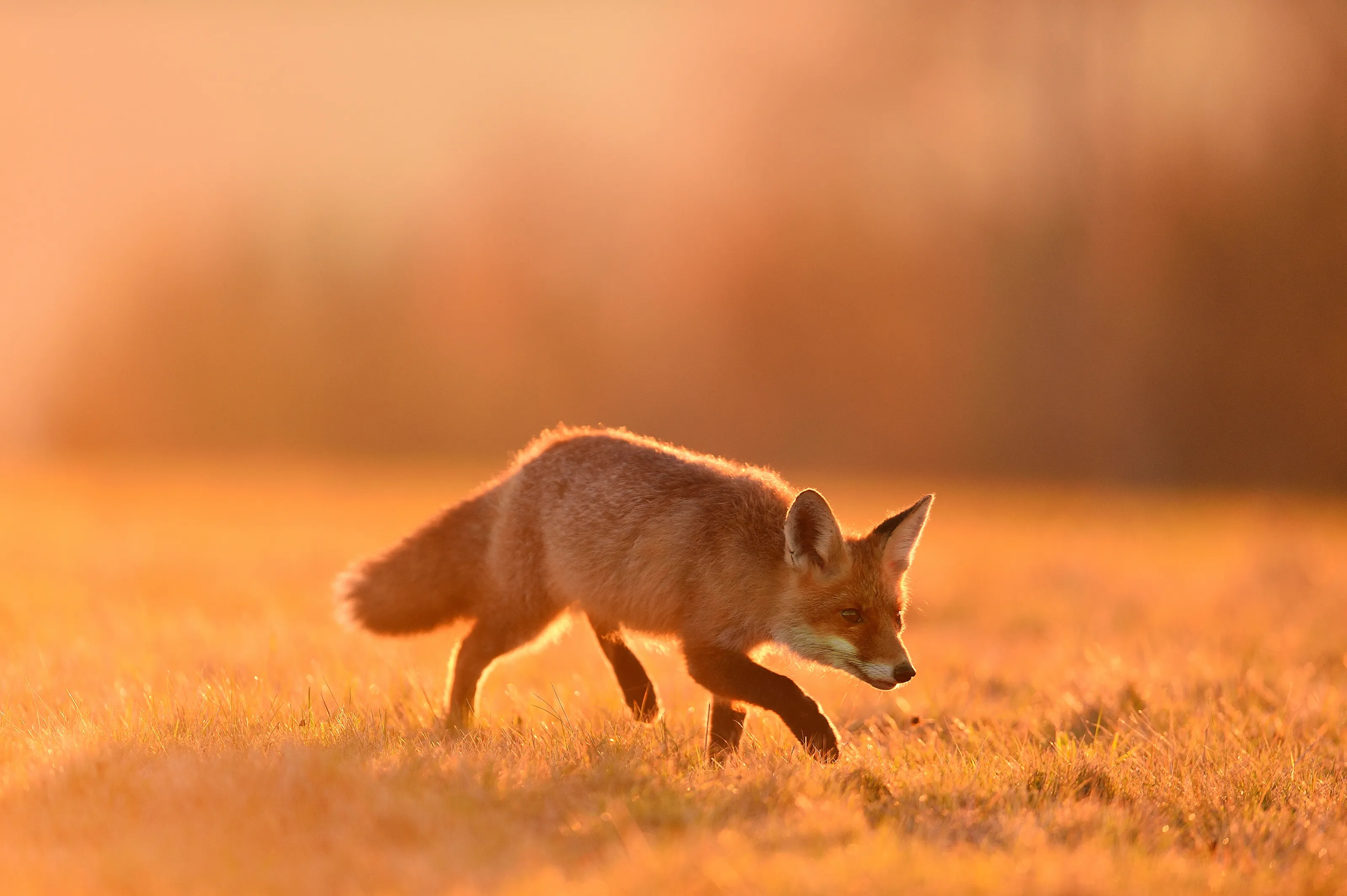 Walking fox